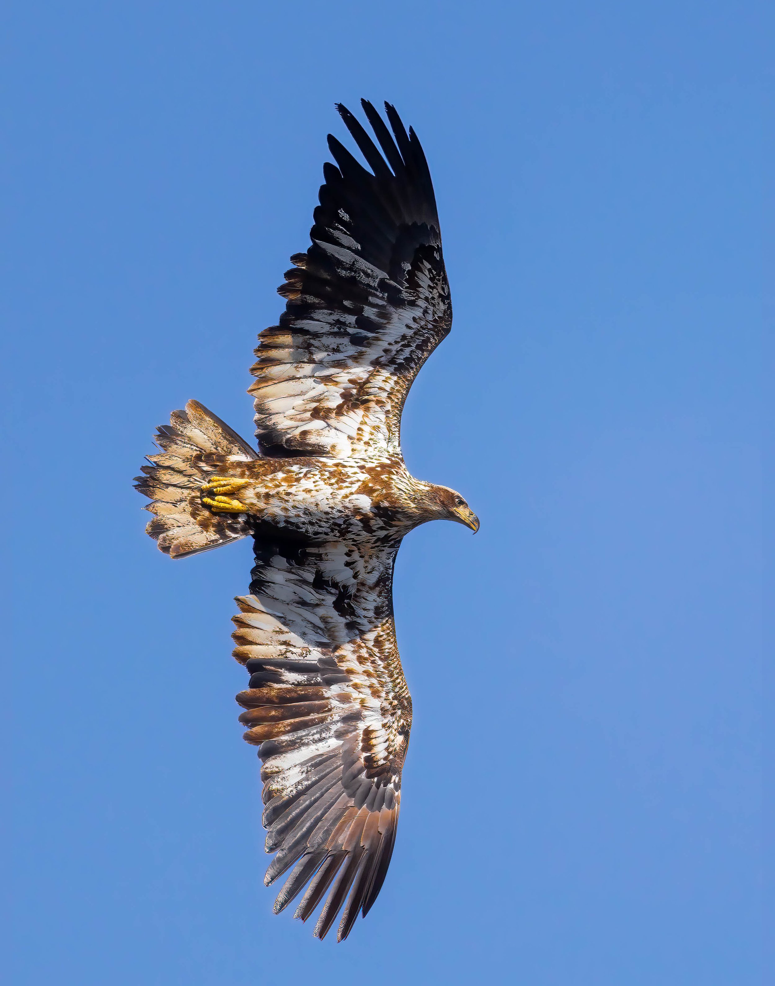 Young Eagle Learning to Soar 11x14.jpg