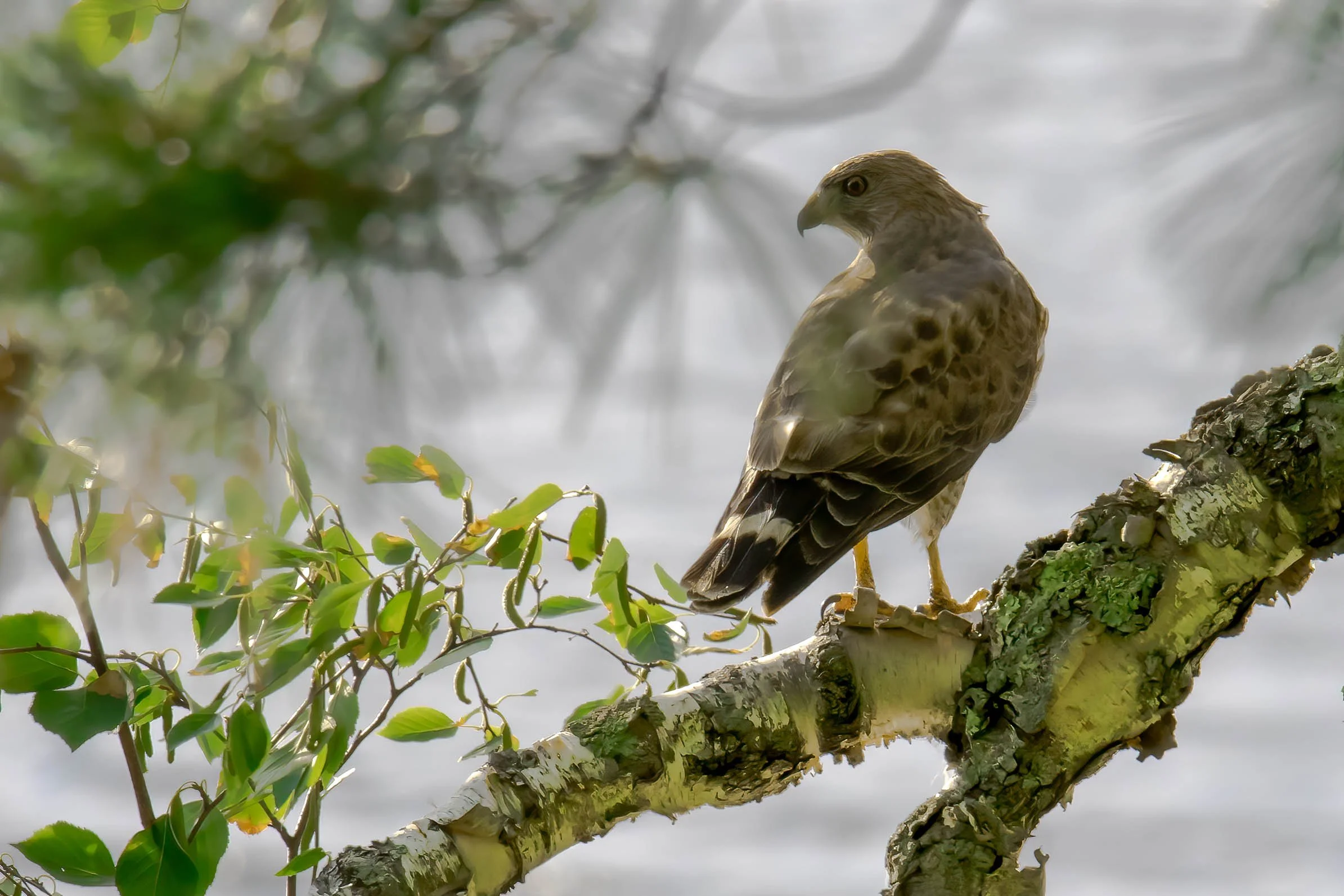 TCDP6278-Edit.jpg