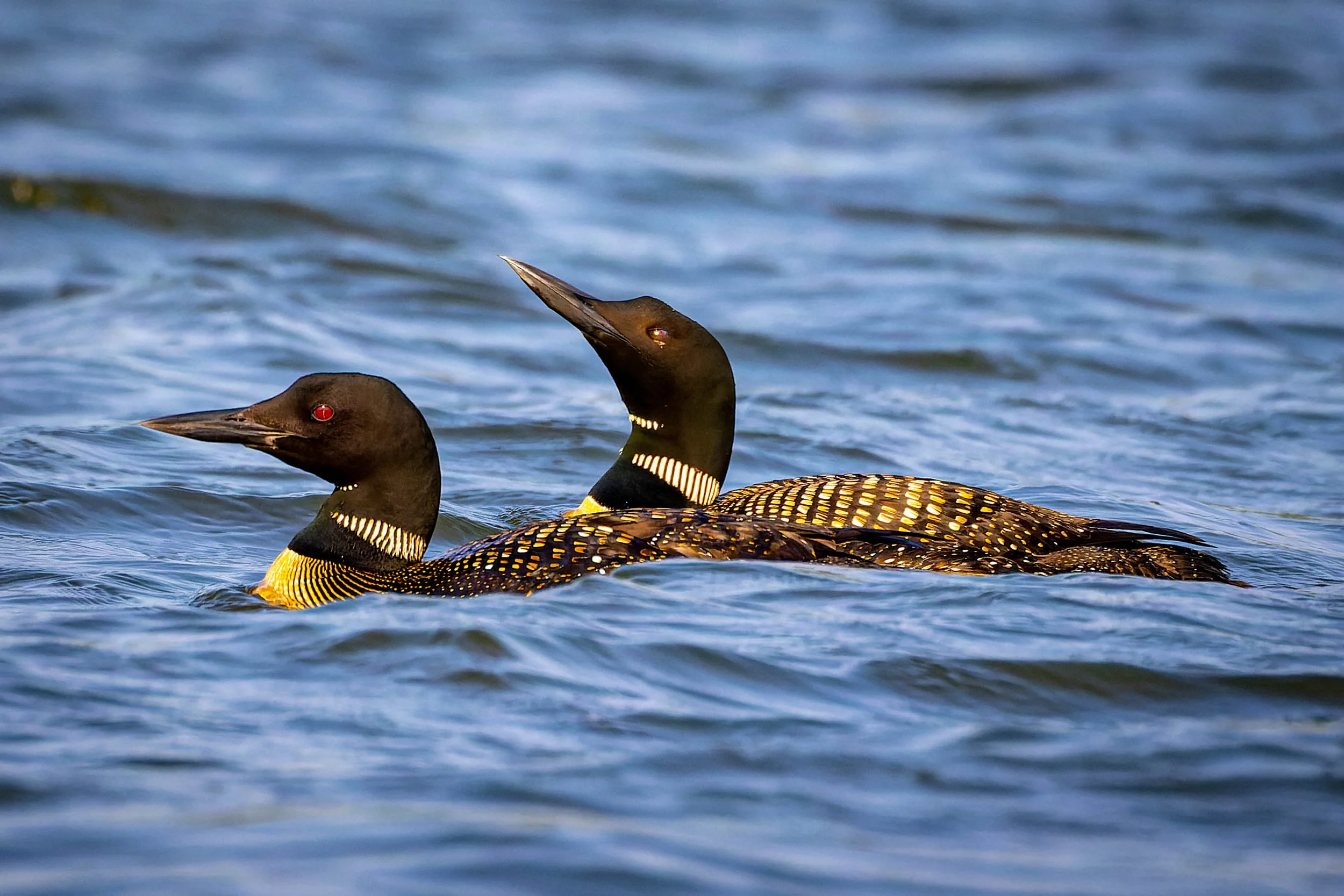 Loon couple 2.jpg