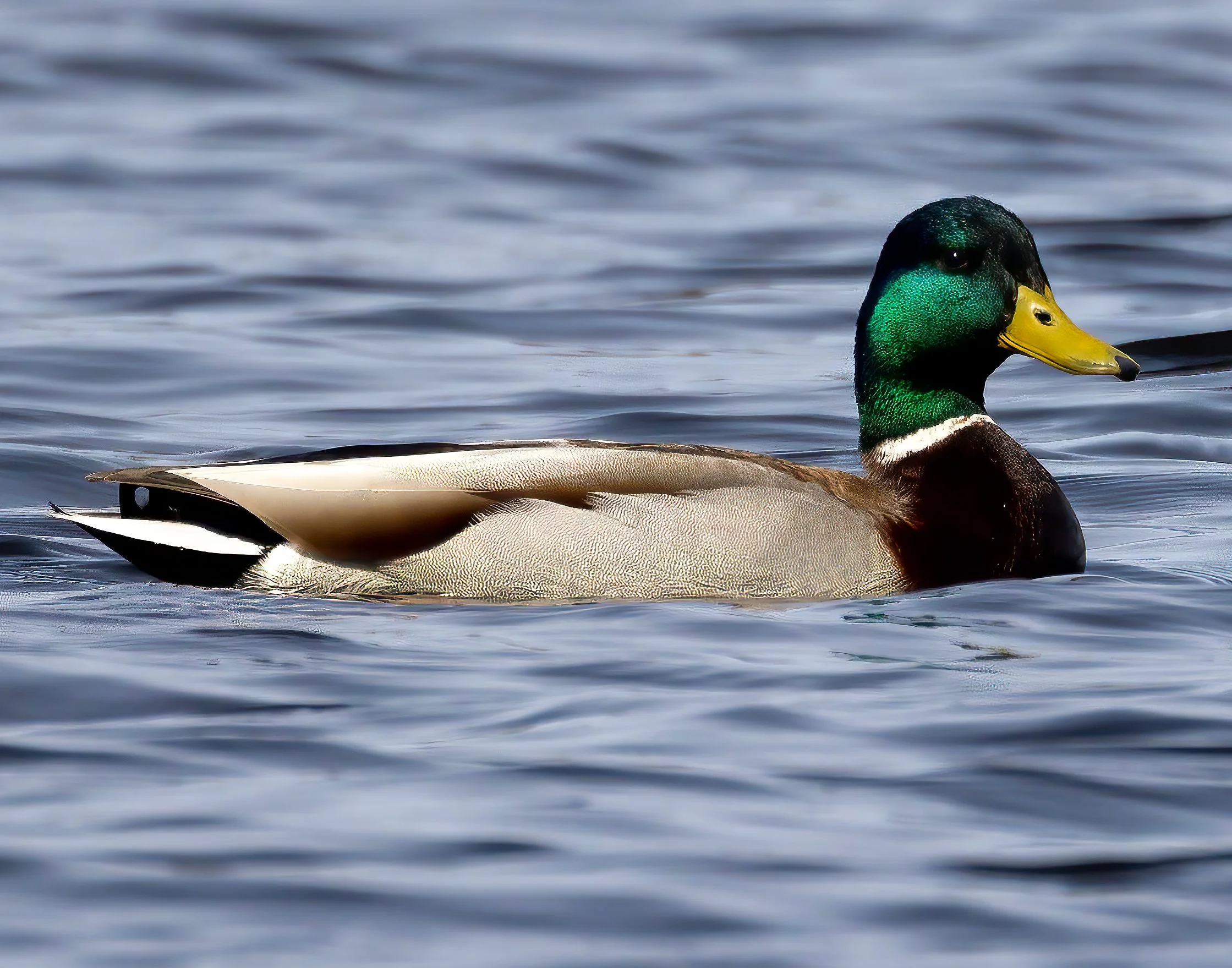 _6A_6175-Enhanced-2-Edit.jpg