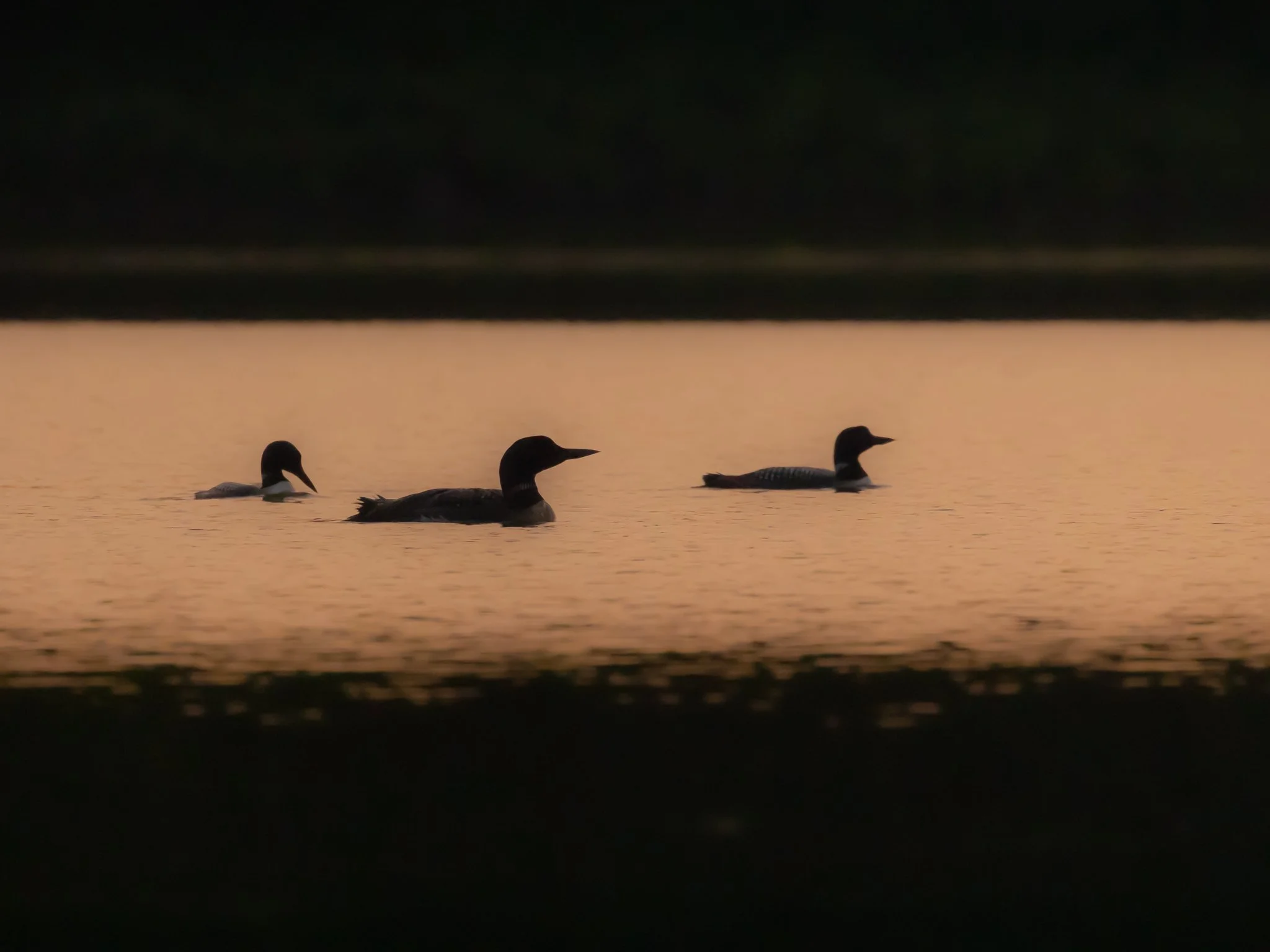 Loons At Sunset.jpg