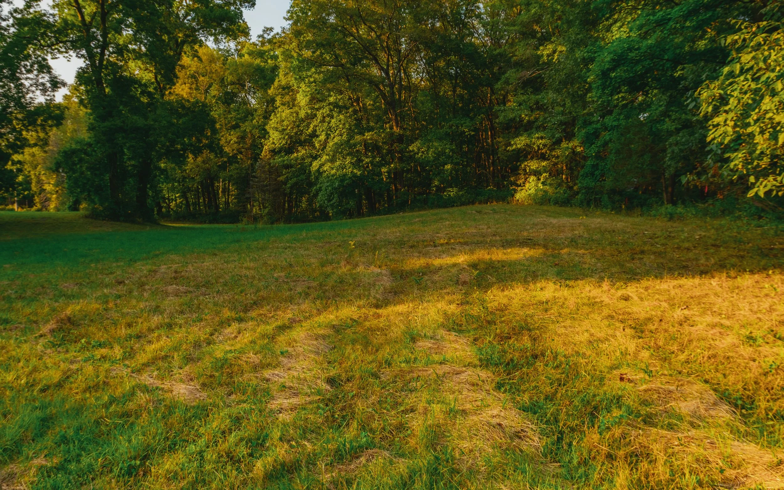 A grassy field with a wooded area in the background, sunlight illuminating the scene.