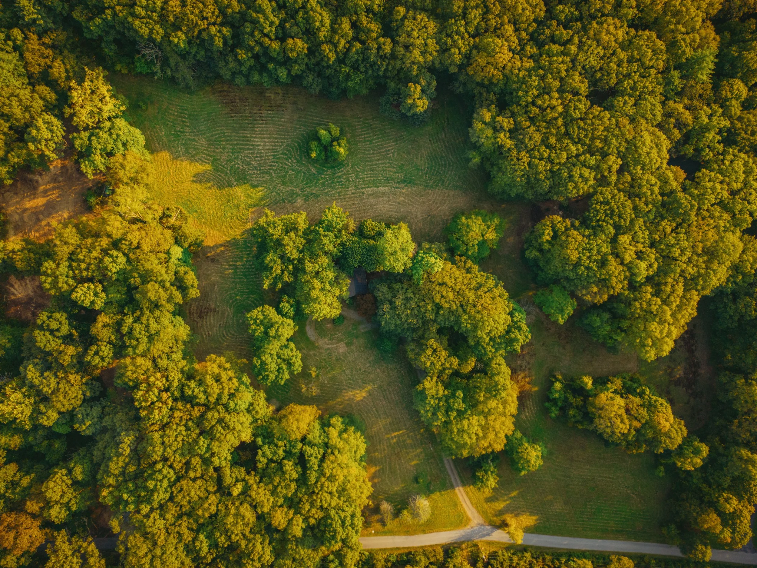 Aerial view of a green forest with a small clearing and a winding dirt path.