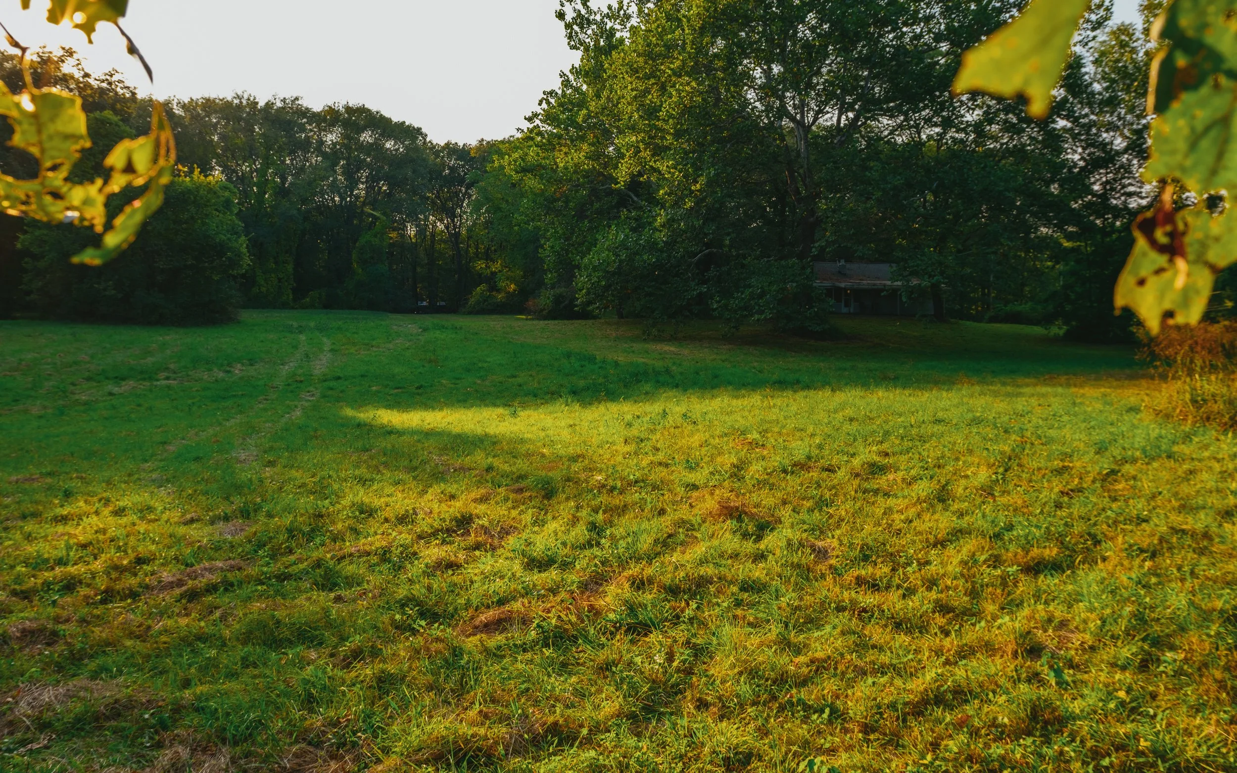 A grassy field with trees in the background, some leaves hanging from the top corners, and a house partially visible among the trees.