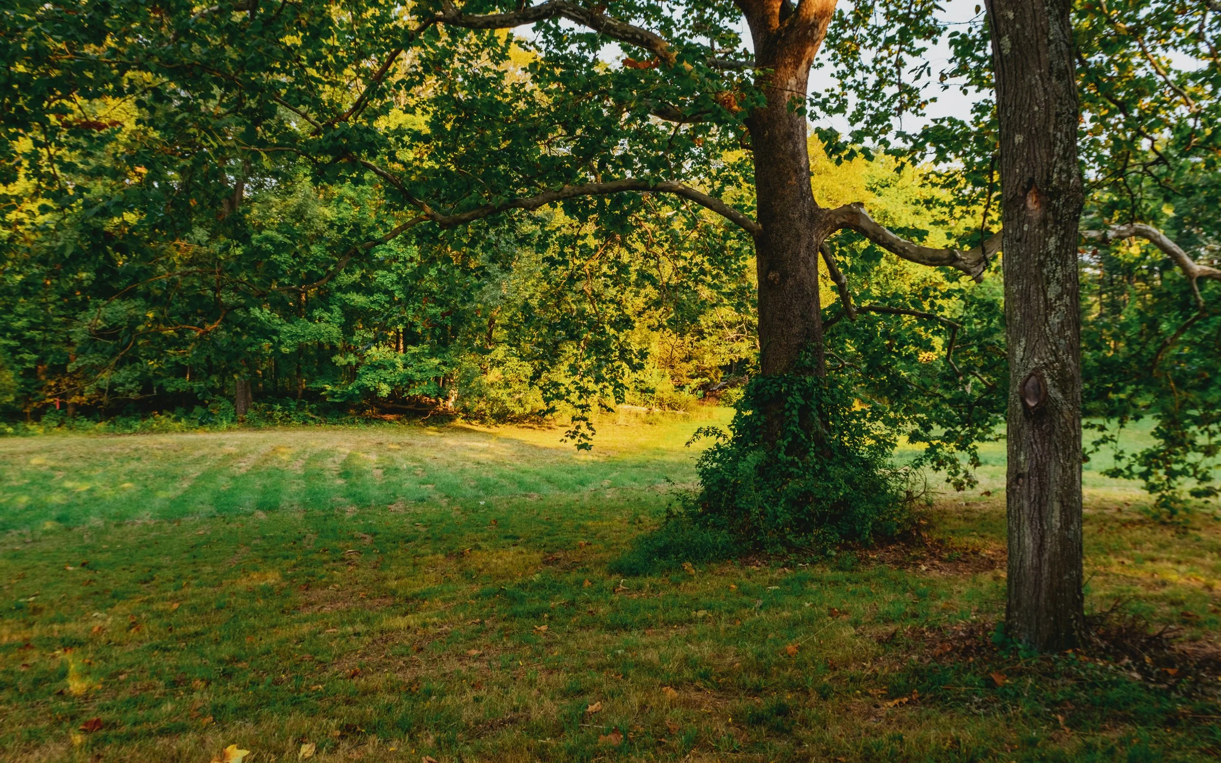 A peaceful park scene with two large trees surrounded by green grass and dense foliage in the background, illuminated by warm sunlight.