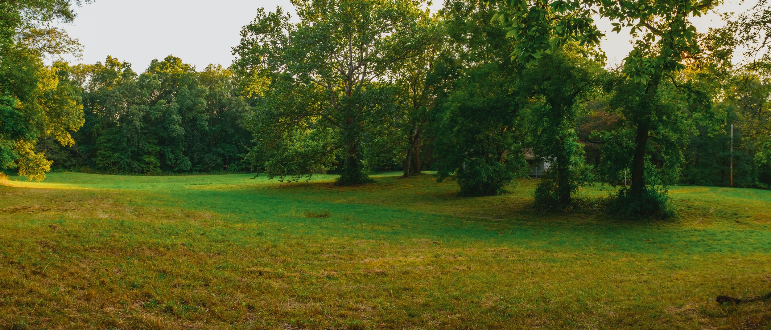 A grassy yard with scattered trees and a wooded area in the background during late afternoon or early evening.