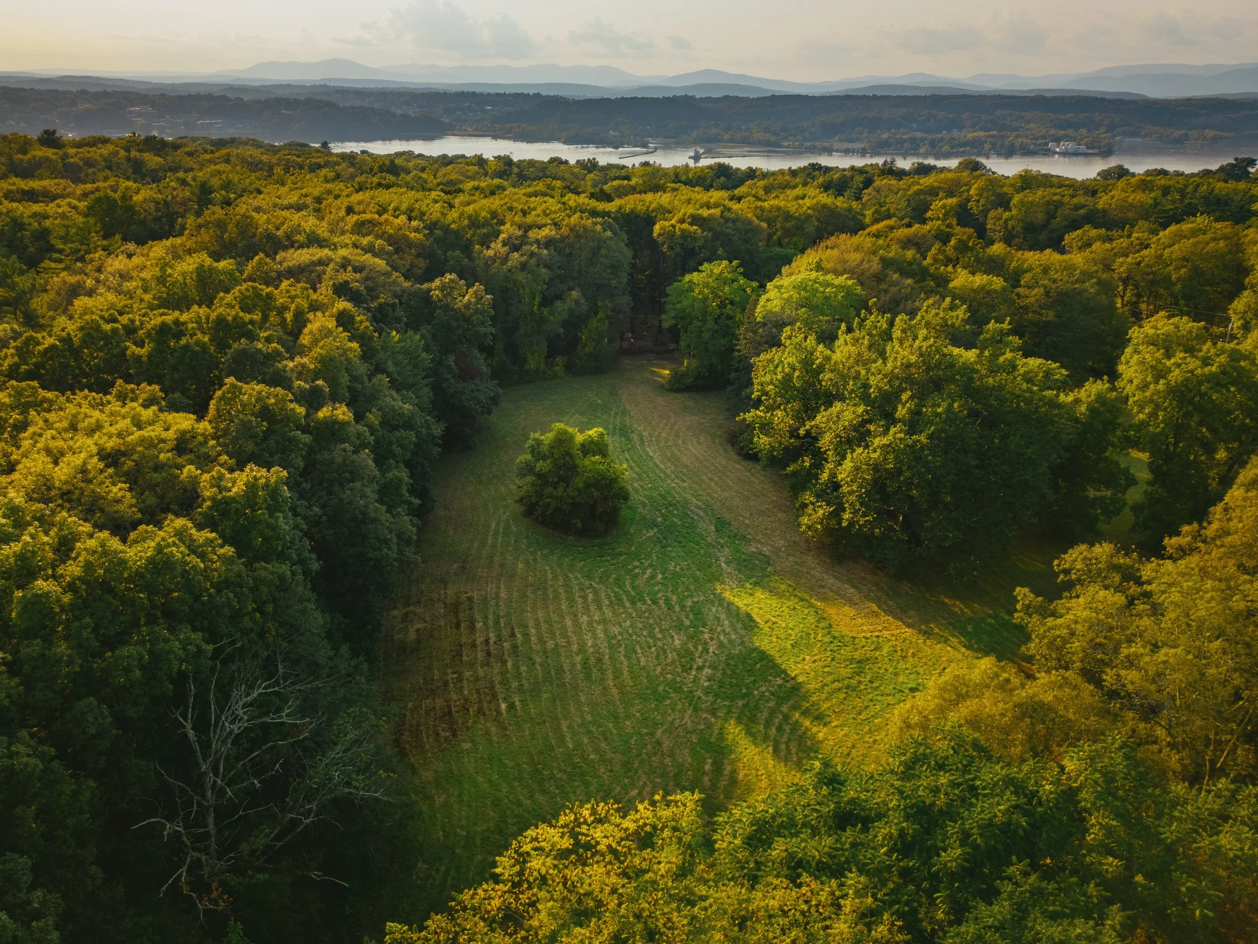Aerial view of a lush green forest surrounding a grassy clearing with a lone tree, with a river and distant mountains in the background.