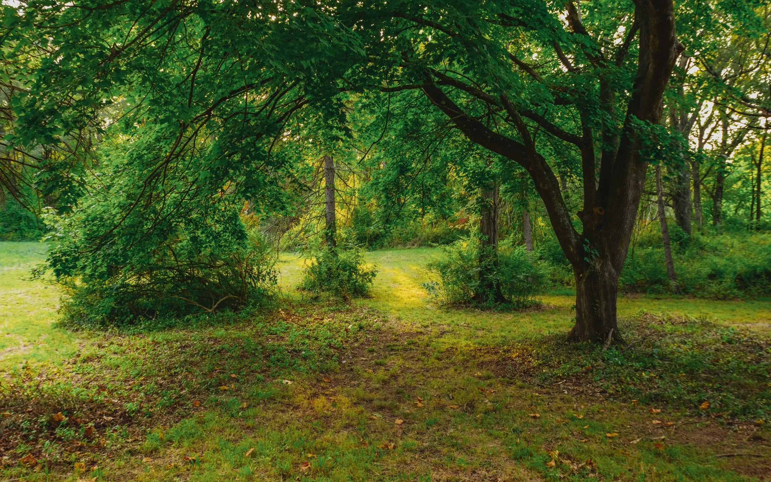 A lush green forest with a dirt trail running through the grass and trees, sunlight filtering through the leaves.