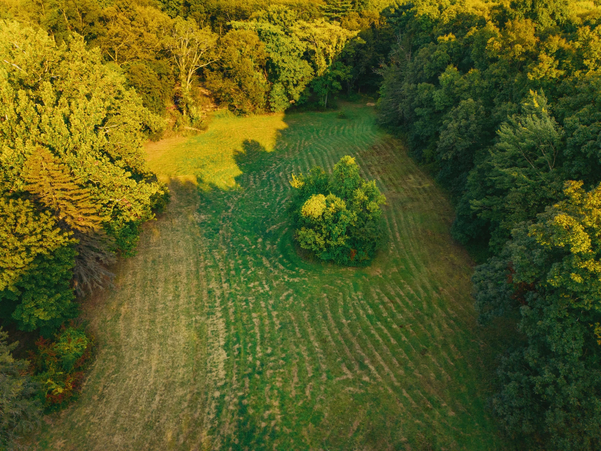 Aerial view of a grassy field surrounded by dense trees in a forested area.