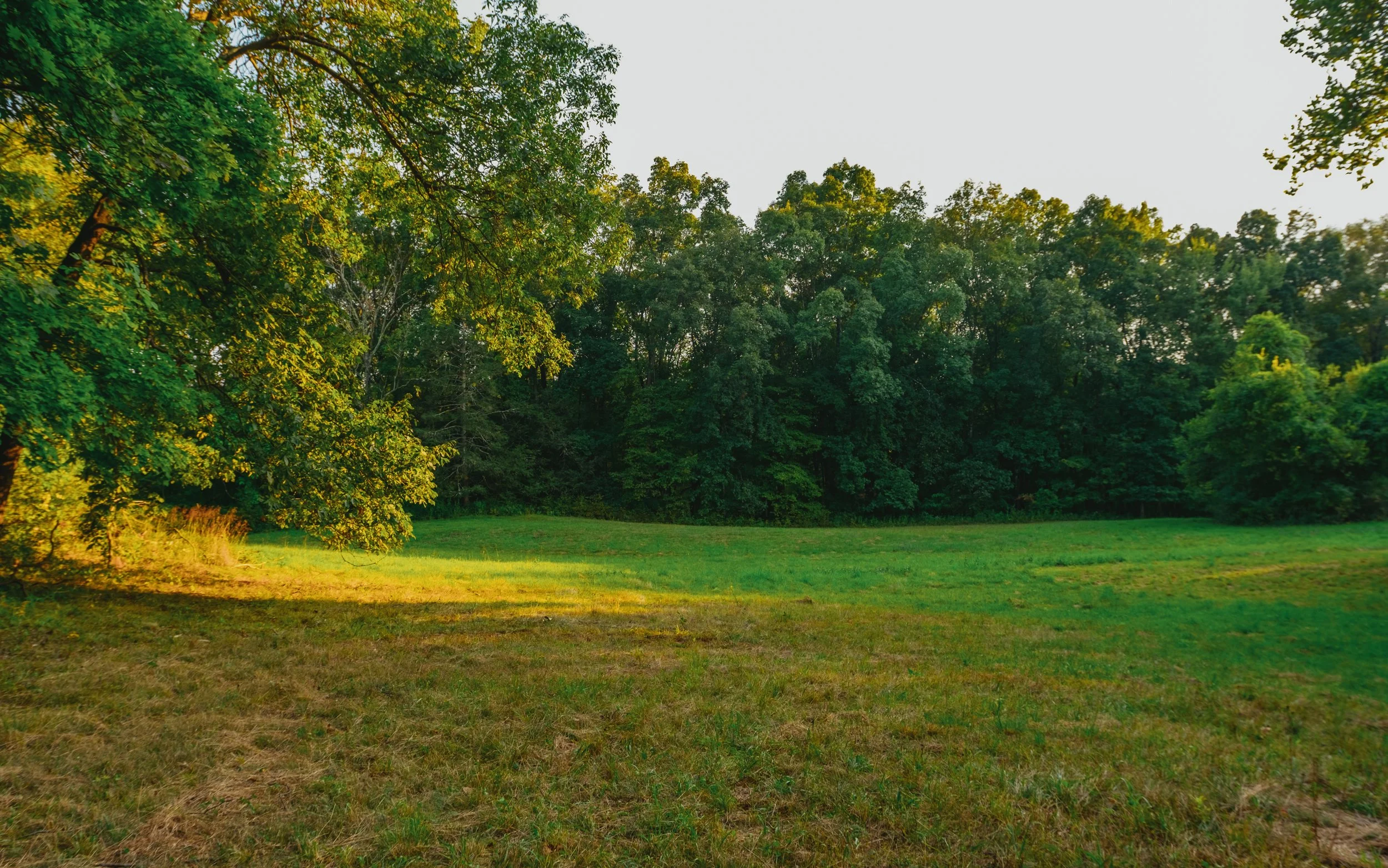 Open grassy field with dense green trees in the background, sunlight illuminating part of the grass.