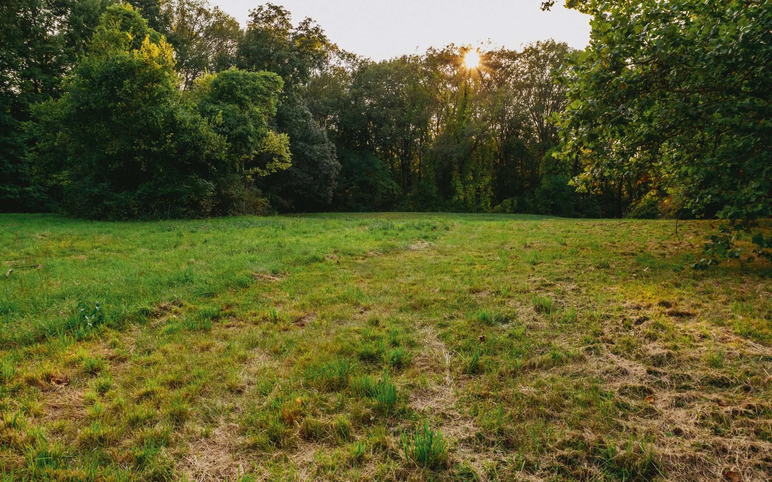 Open grassy field with trees and sunlight peeking through the forest in the background.