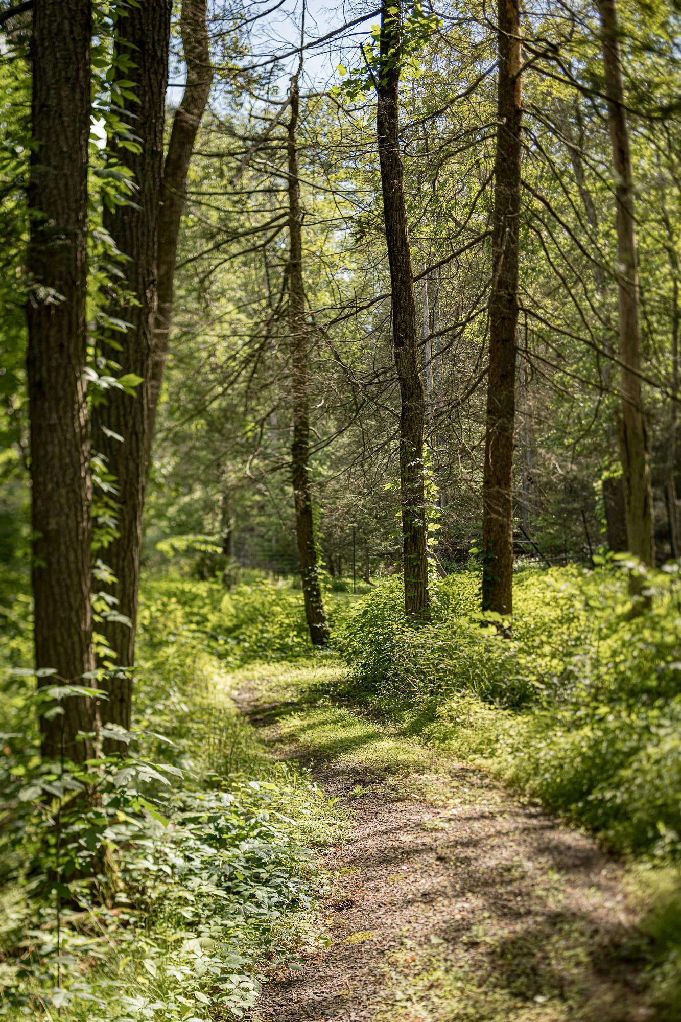 A sunlit forest trail with tall trees and green foliage.
