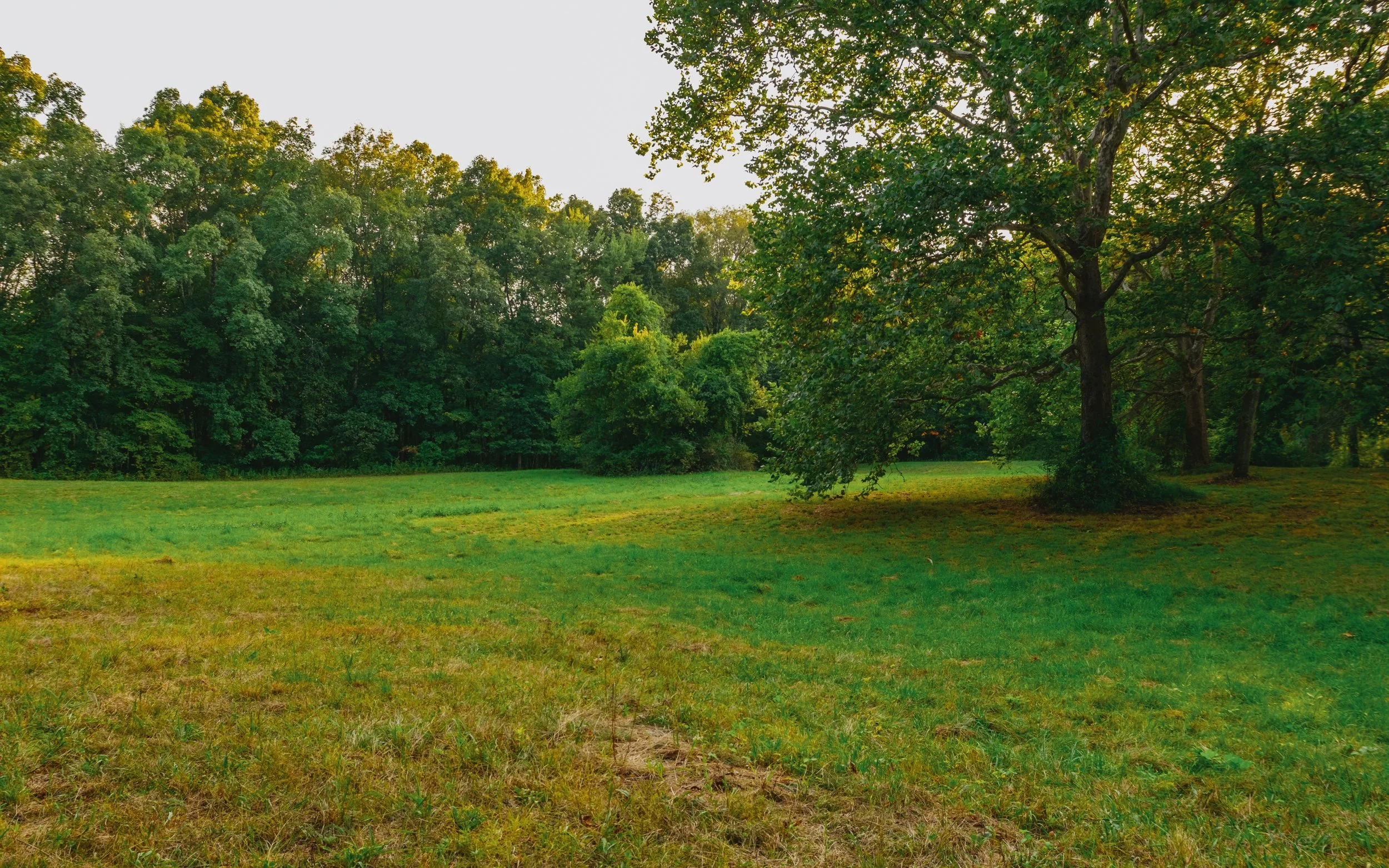 A grassy field with a large tree on the right and dense trees in the background, under a clear sky.