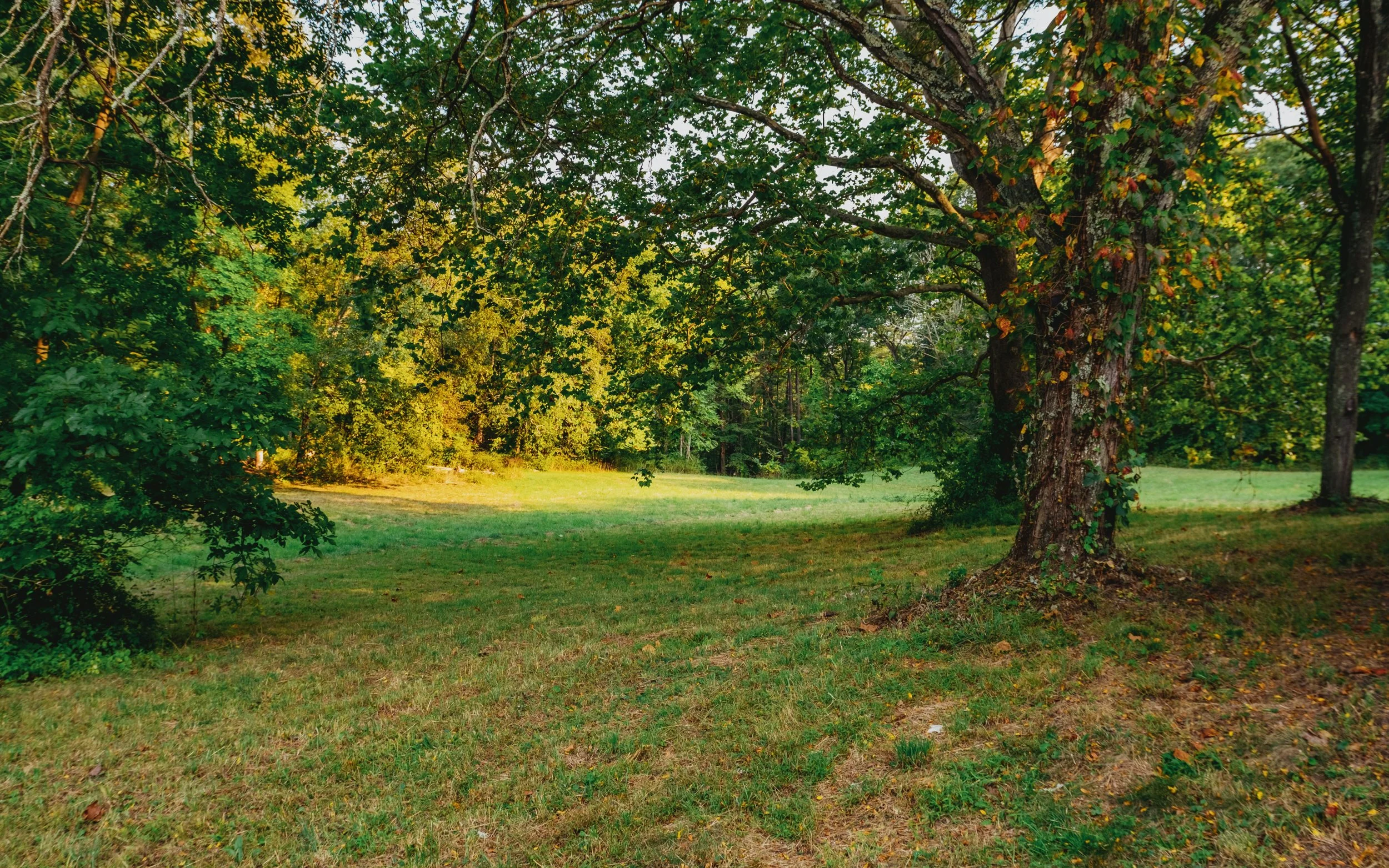 A lush, green outdoor park scene with a large tree in the foreground and other trees in the background, illuminated by sunlight.