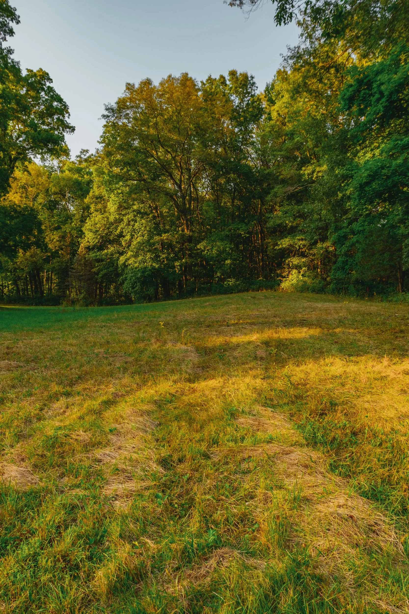 A grassy field leading into a forest with lush green trees under a clear sky during daylight.