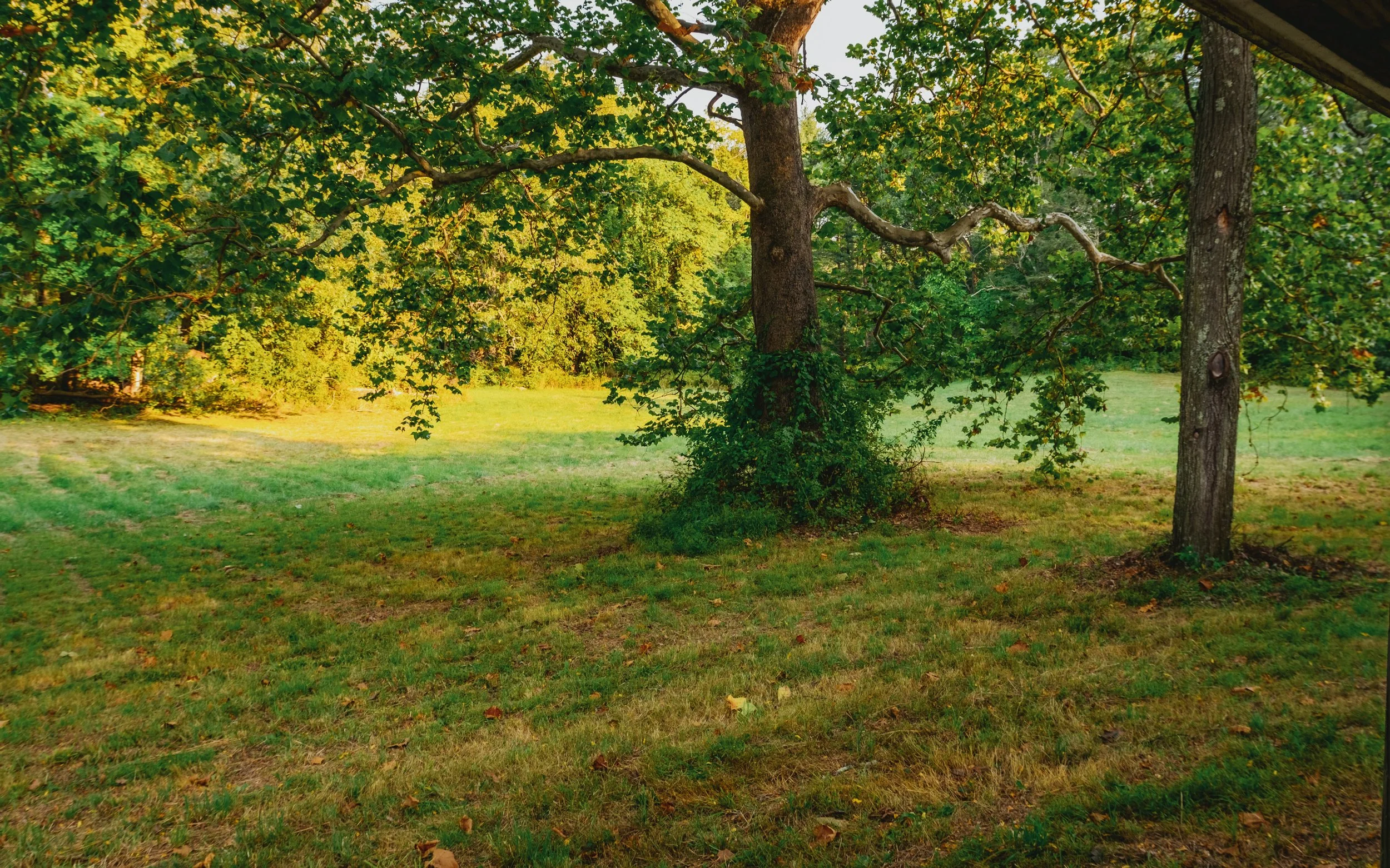 A grassy backyard with a large tree and green foliage, taken from beneath a roof overhang.