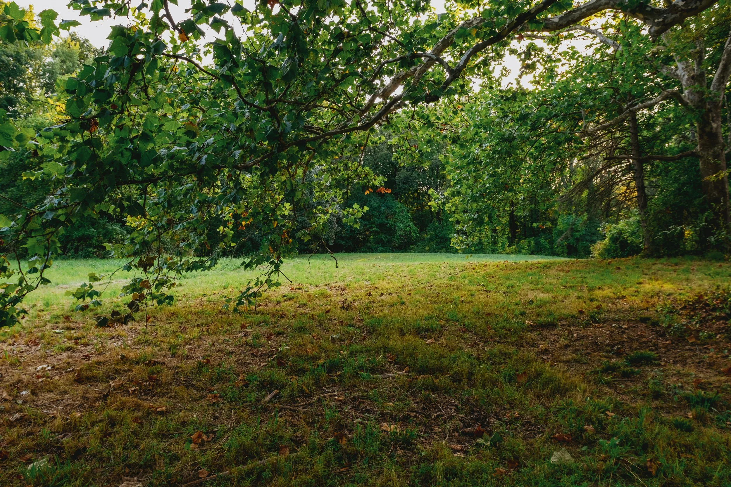 A grassy clearing surrounded by trees with green leaves and branches extending overhead in a forest setting.
