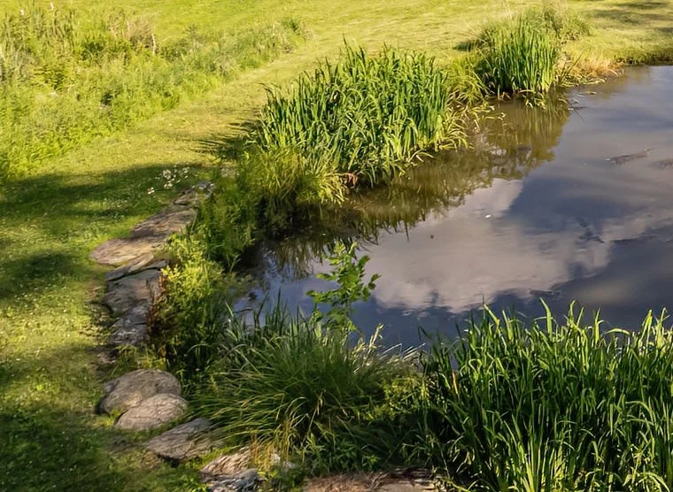 A small pond surrounded by green grass and plants, with some tall reeds growing along the bank. The pond reflects the sky and clouds.
