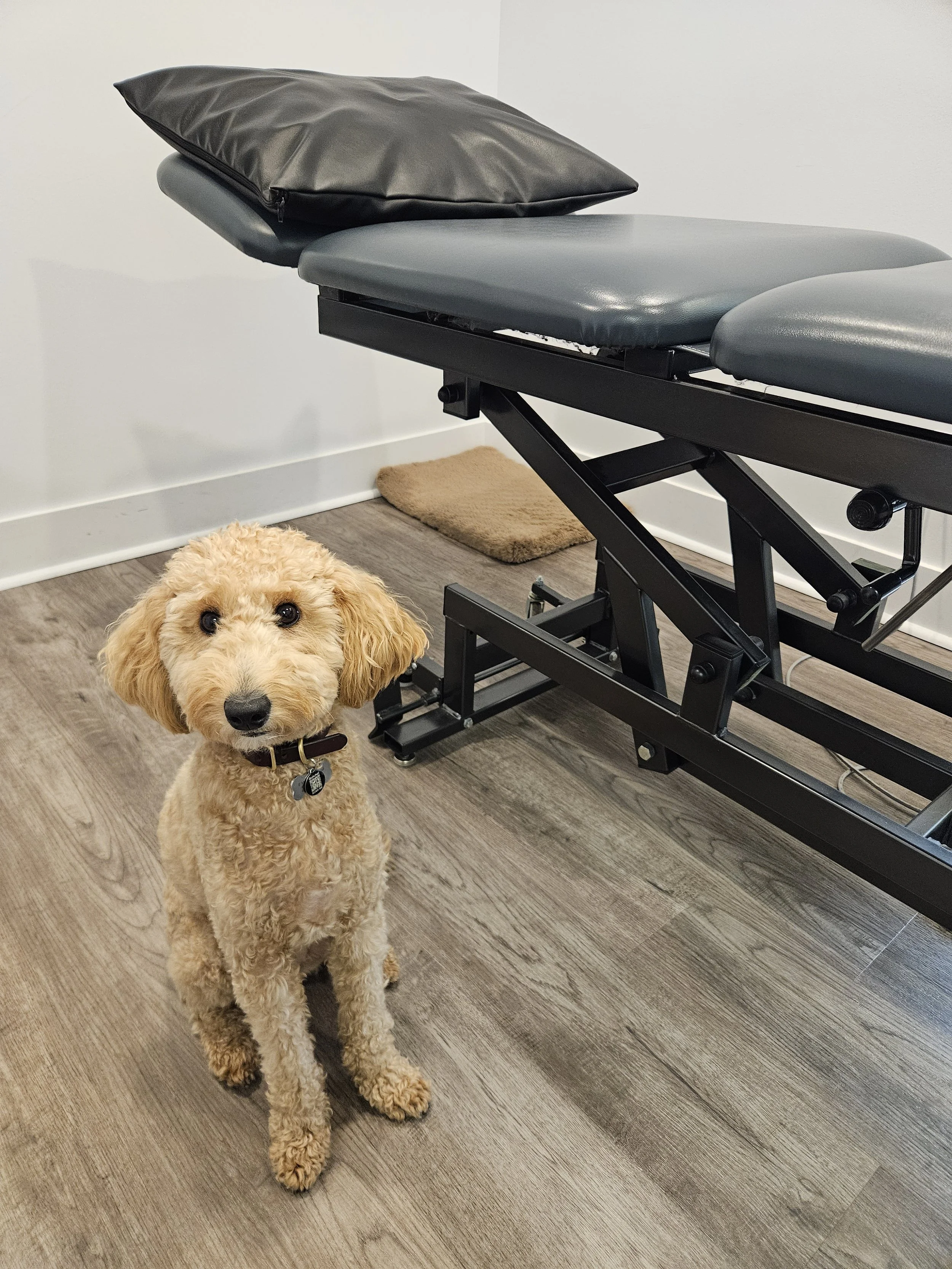 Poppy, Physiotherapy Assistant
