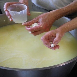 Art, Science, Experience: Practical Cheesemaking
Westminster Artisan Cheesemaking
2023 Winter Workshops
Affinage: Microbes, Facilities, and Techniques  Nov 13 &mdash; 16
Intro to Cheesemaking: Milk to Make to Market  Nov 28 &mdash; Dec 4 
Intro to Ch