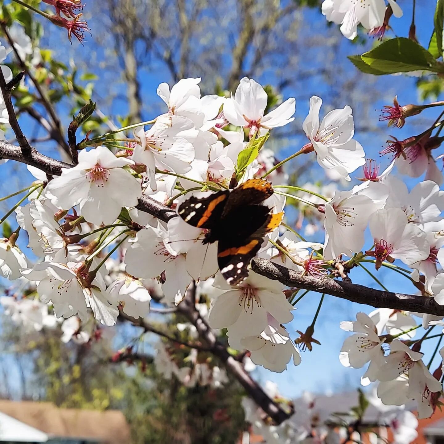 Happy Easter to all who celebrate! Caught this beauty resting on the cherry blossoms at our new garden last week. We hope you can enjoy some beautiful spring blooms today 🌸🌷🌼💚