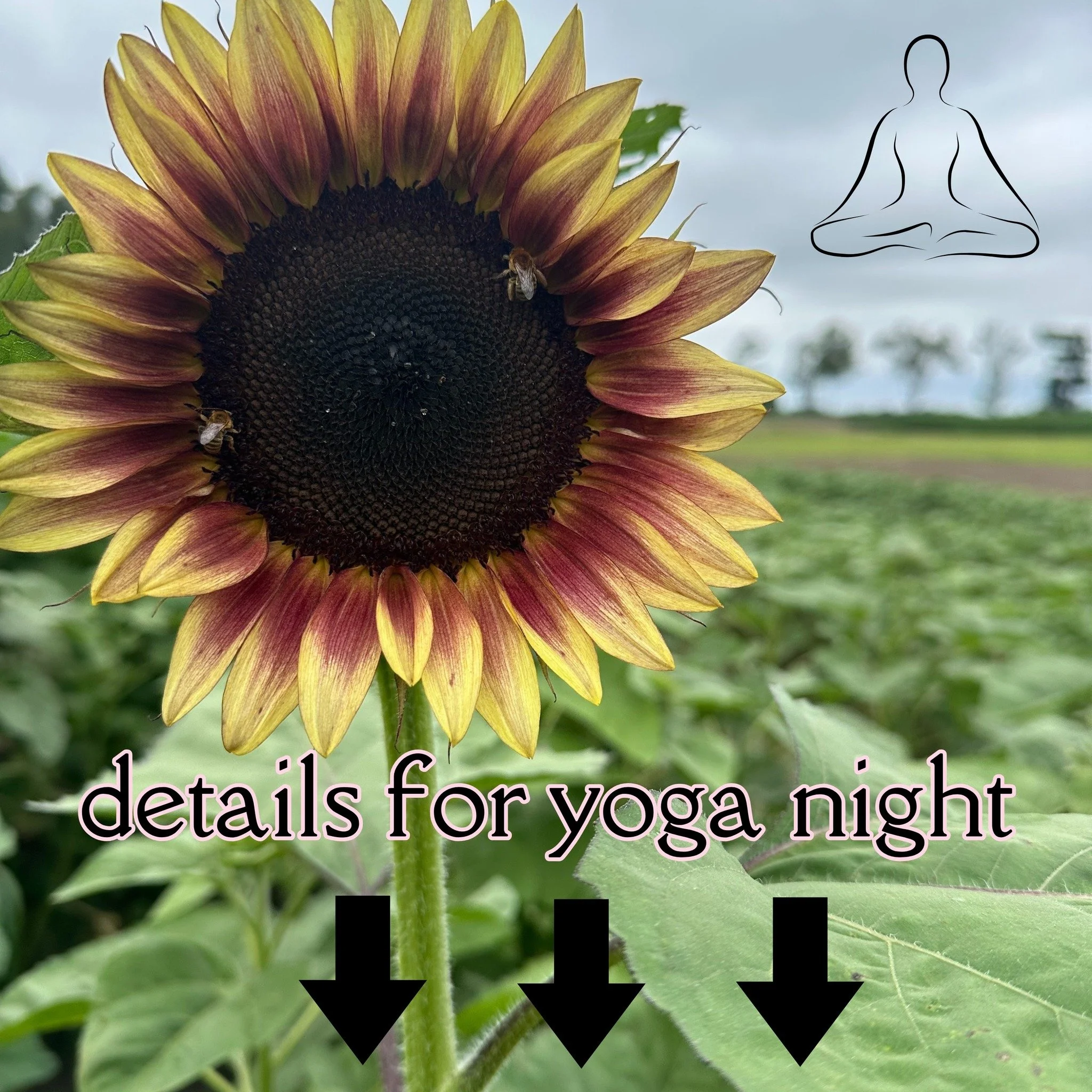 Yoga Night (Danndee Flowers)