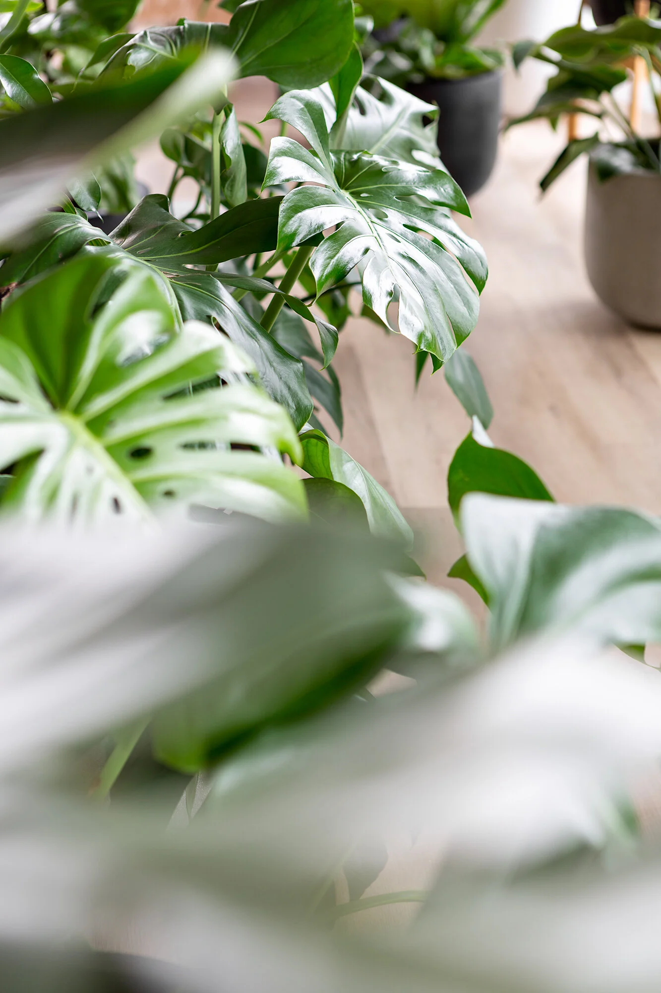 How To Start Your Urban Jungle