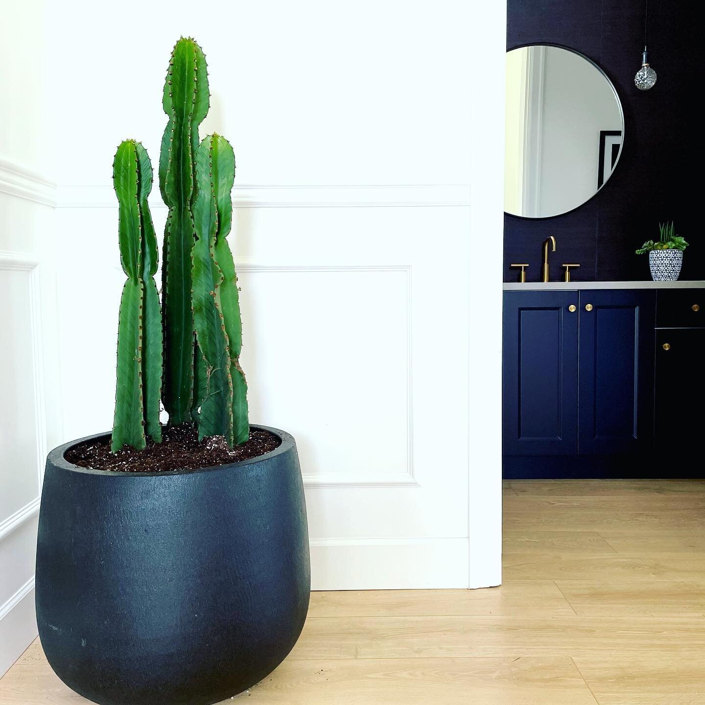 ❤️🌵Happy Thursday my plant junkies!!! I have a soft spot for large cactus in my heart. They are stylish, sexy and easy plants to maintain. The perfect green addition to give your decor a bit of an edgy vibe. I just love all the elements here. I am s