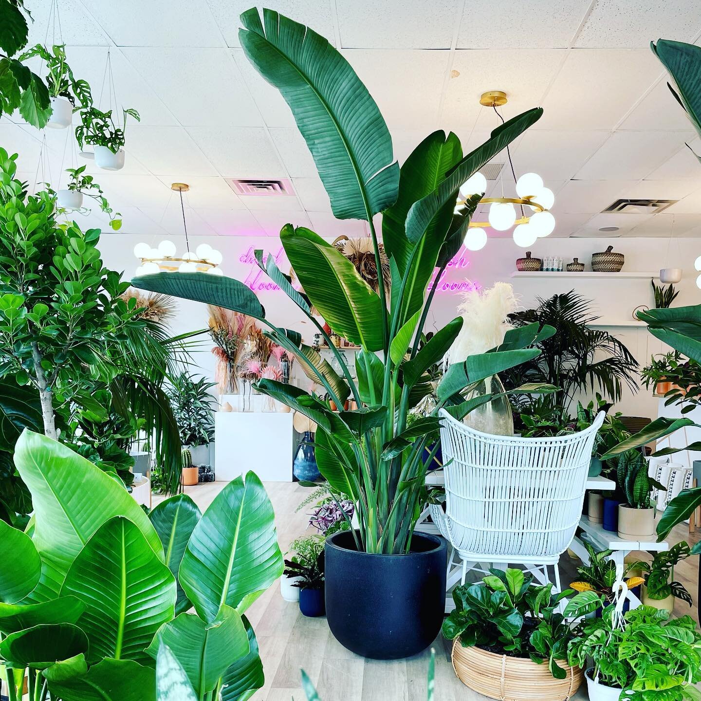 ❤️🌿Happy Friday my plant junkies!!! How spectacular is this 11 ft tall BIRD OF PARADISE 😱😍. I can&rsquo;t wait to find a super amazing home with mega ceilings for this beauty. The Botanical Boutique is fully loaded with everything your little gree