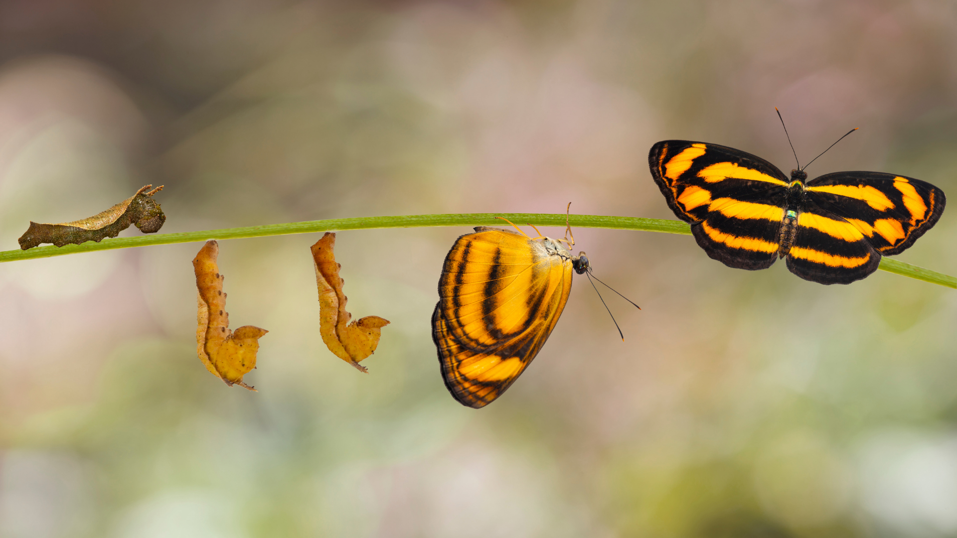 12. Creating Change Using Our Inner Resources