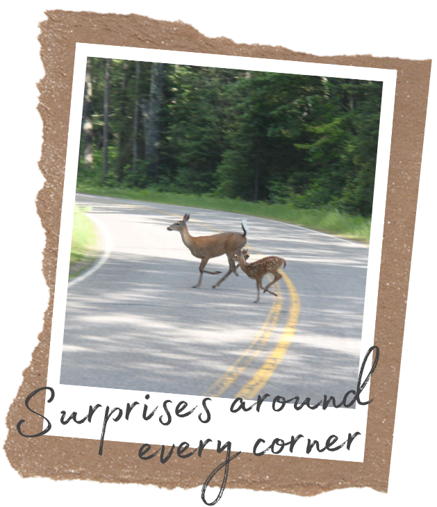 Scenic Drives in Sayner-Star Lake, Wisconsin