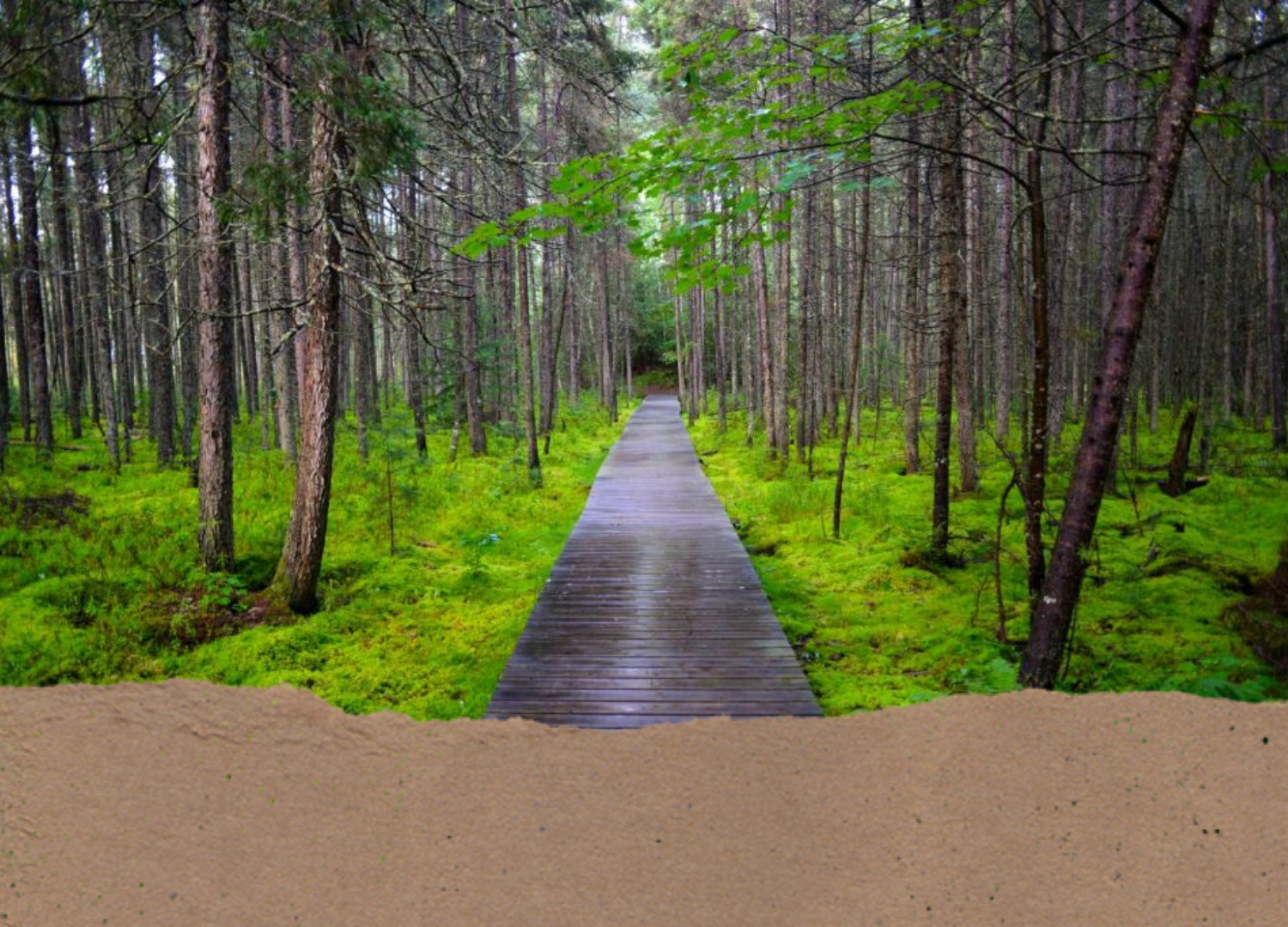 Star Lake Nature Trail in Star Lake, Wisconsin