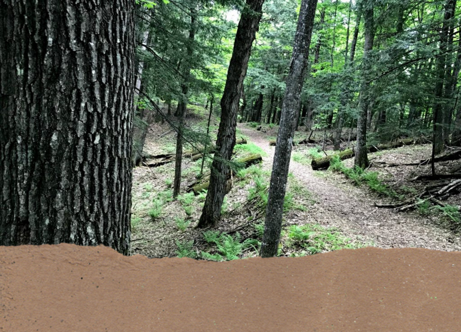 Trampers Trails in Sayner-Star Lake