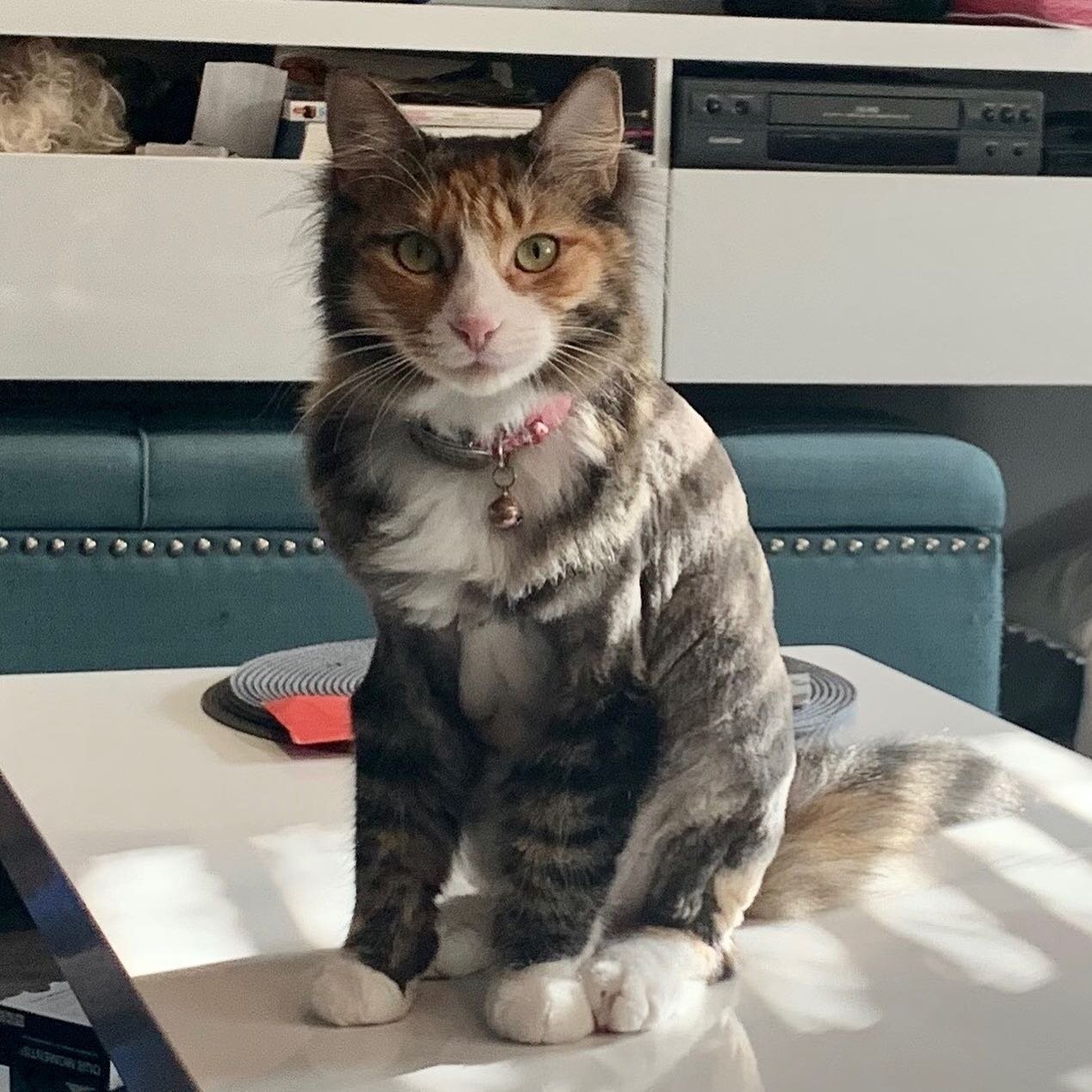 Honey 🍯 so sweet 😻
Enjoying training with dad after her well deserved spa day.
✌︎Hashtags☟︎︎︎
#fancykitty #lioncutcat #lioncutcats #catgroomers #catgroomingafter #catgroom #catgroomerflorida #mobilecatgrooming #styleashpaws #floridacat #styleashpaw