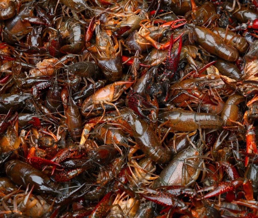 Lenten season incoming in 3&hellip;2&hellip;🦞

It&rsquo;s a post you can smell! 

📍4701 Airline Dr, Metairie, LA 70001

#crawfish #lent #cajun