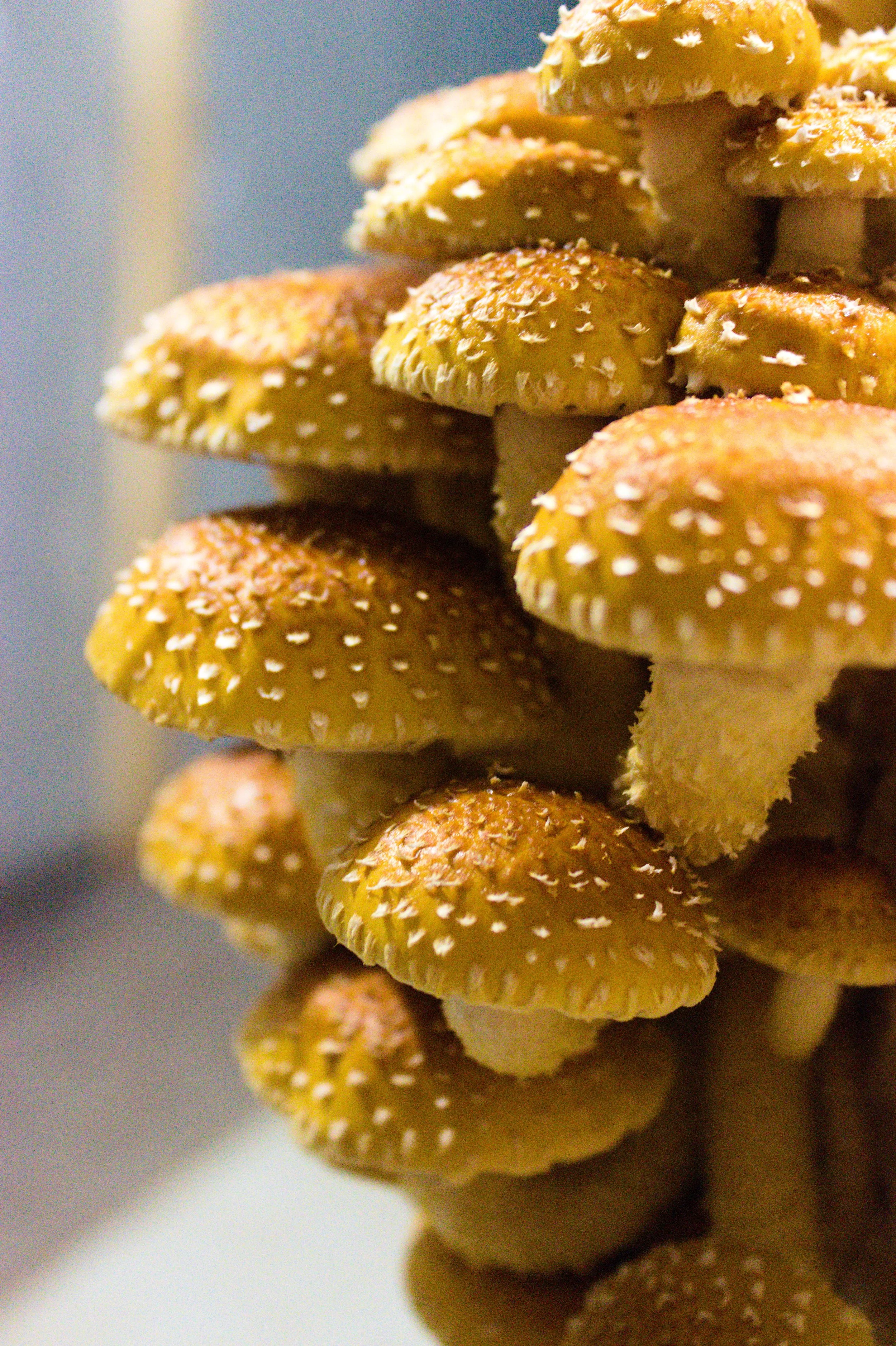 This image shows a close up shot of a cluster of golden colored chestnut mushrooms. Each mushroom has cream colored flecks on the top or cap of the mushroom. Fun fact: The chestnut mushroom is the mushroom that is shown on Pemberton Mushrooms logo.