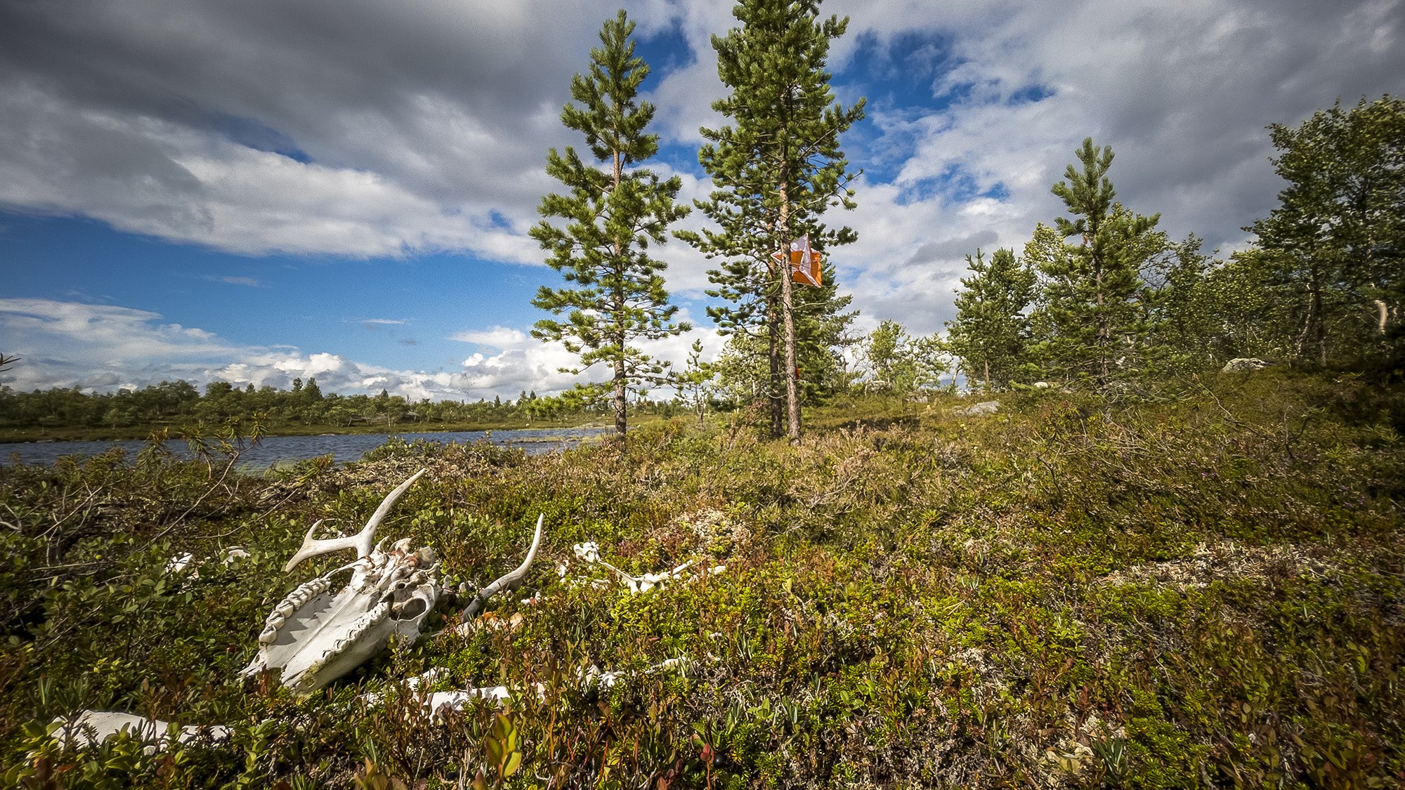 CP 21 – Only the strongest survive in Vätsäri wilderness (Copy)