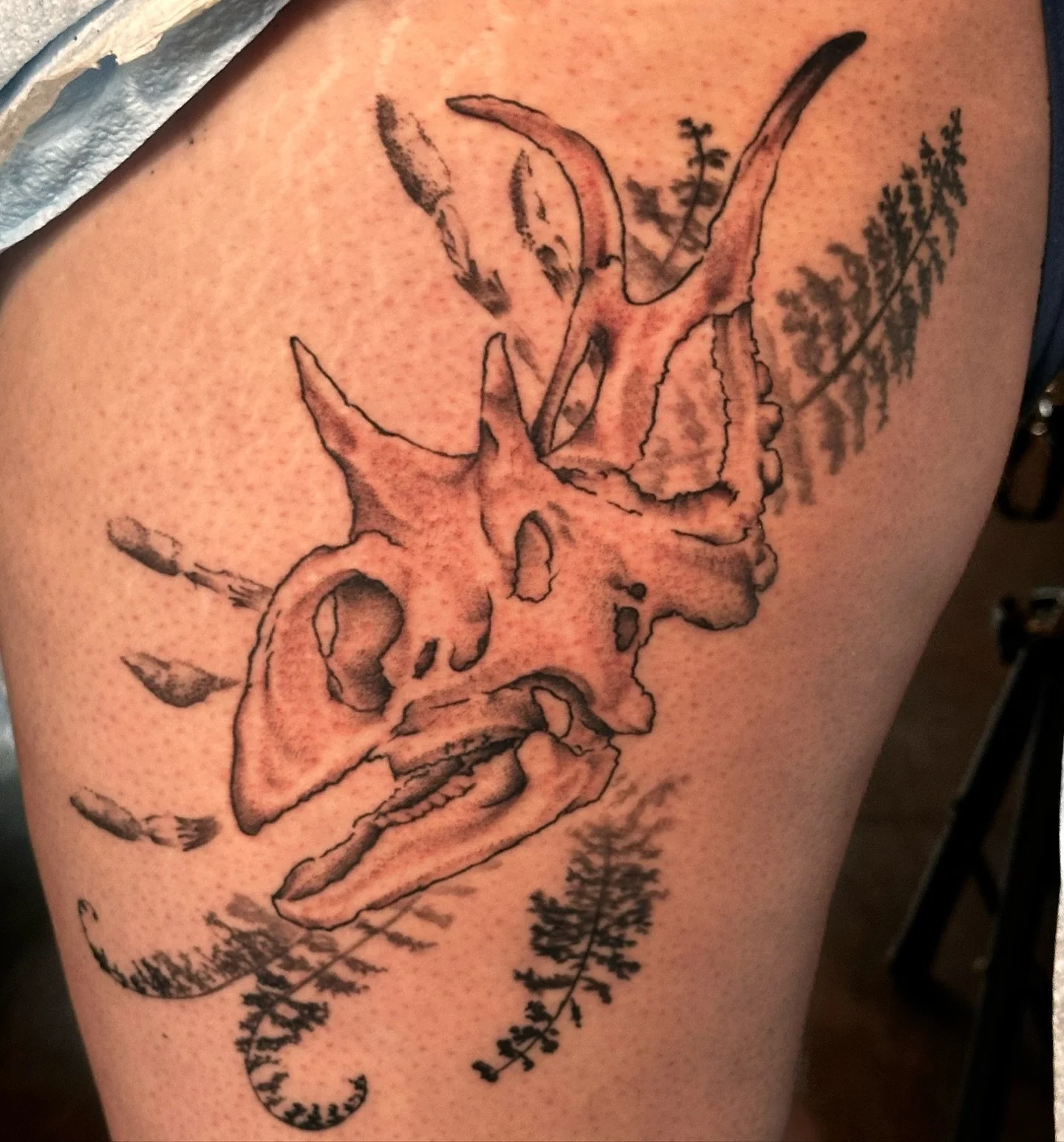 Ferns and Fossil Skulls
.
.
.
#TriceratopsTattoo #DinosaurTattoo #FossilInk #PrehistoricVibes #FernAndFossil #BlackAndGreyTattoo #LineworkTattoo #TattooArtistSanDiego #InkCulture #JurassicInk #TattooDesigns #NorthPark