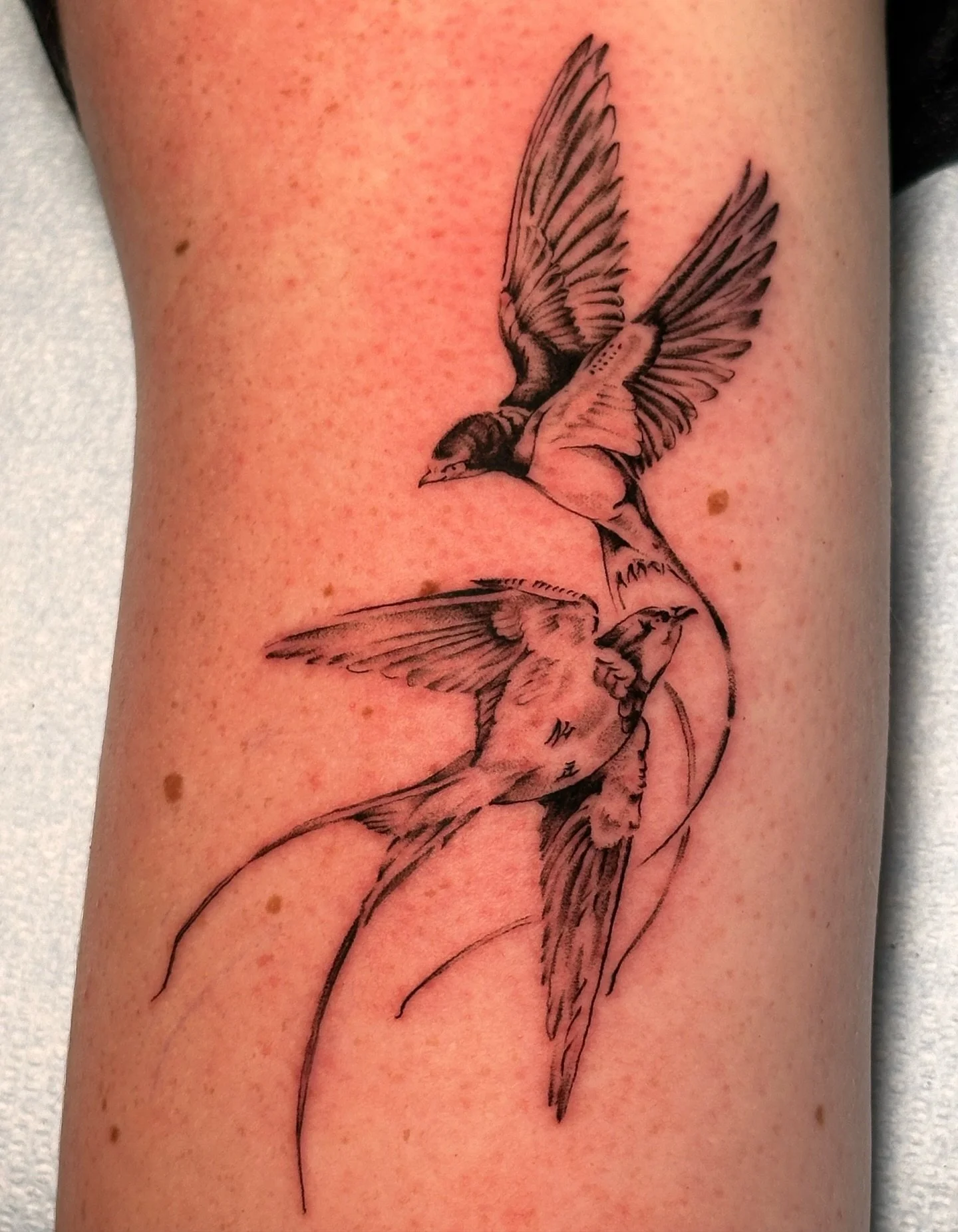 Weightless&hellip;
.
.
.
#SanDiegoTattoos #NorthParkTattoo #FineLineTattoos #BlackAndGreyTattoos #BirdTattoo #ElegantInk #EdenTattooGallery #TattooArtistSD #SDTattoo #Swallow #Sparrow #SwallowTattoo #SparrowTattoo #DaintyTattoo