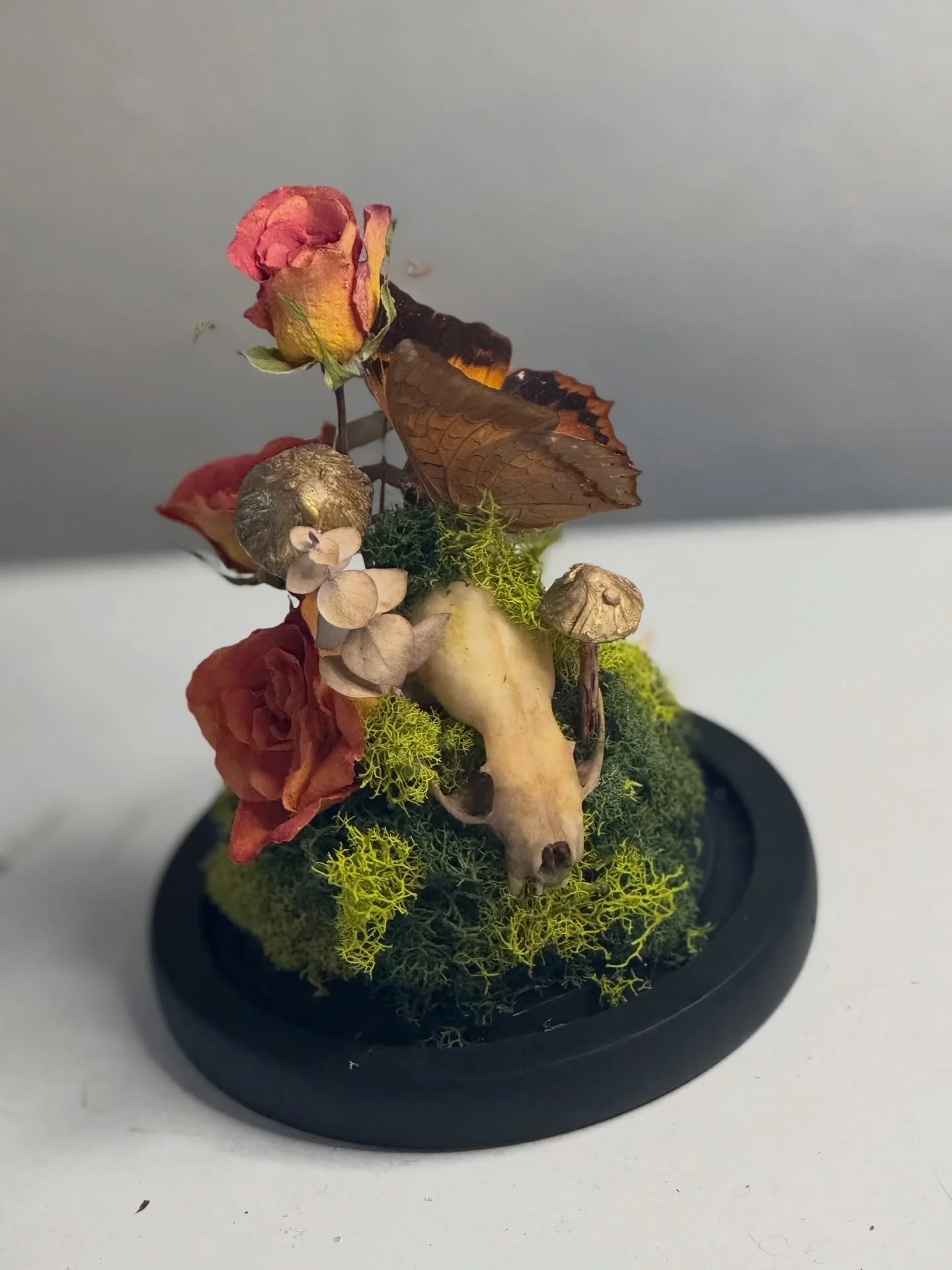 A love letter written in moss and bones. 

Preserved butterfly and roses, skull and jaw bones, handmade clay mushrooms. 

*SOLD 

#terrarium #animalskull #butterfly #claymushroom #driedflowers
