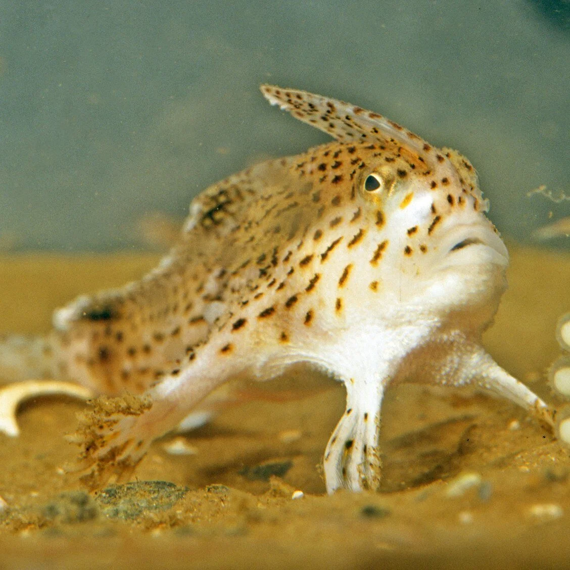 The Guardian: Why the death of a small, punk-like fish rocked the marine world (Image: CSIRO)