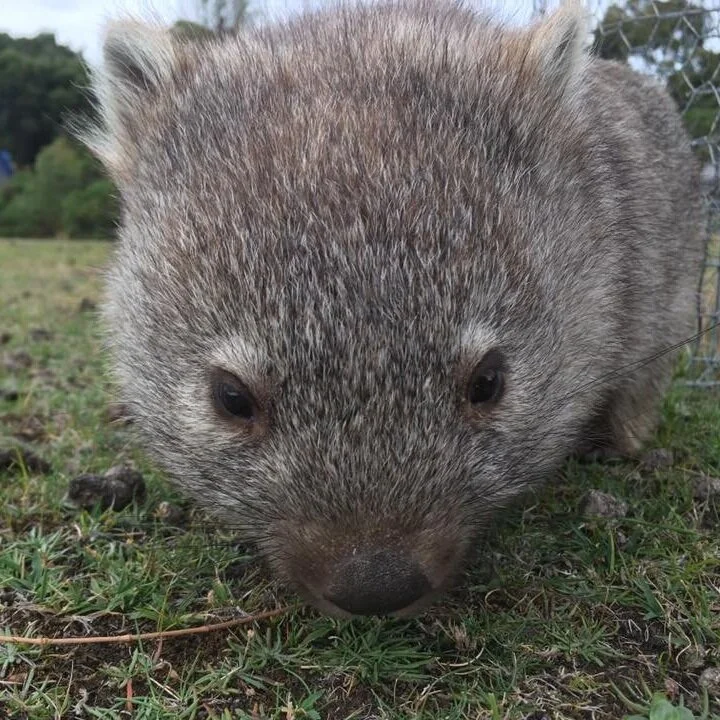 ABC: Wombats are much-loved Australian icons. Test your knowledge of the fluffy creatures with this quiz