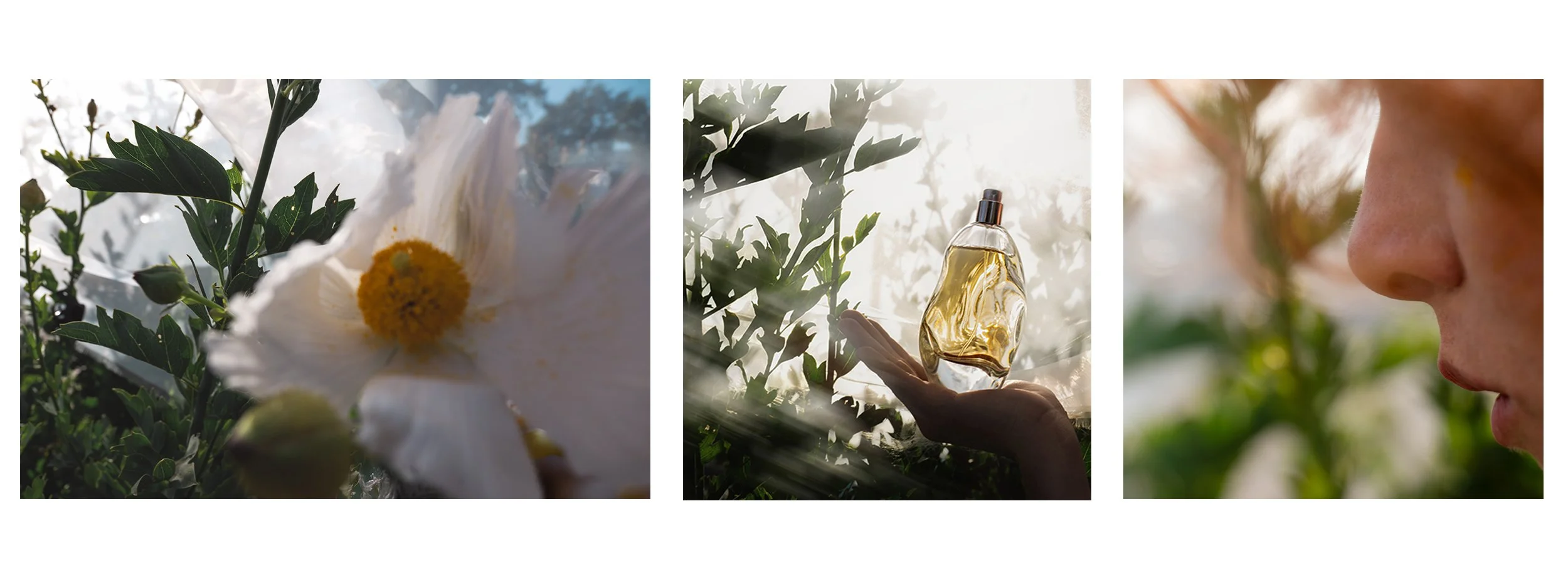 Perfume conceptual ad with wild poppies and natural elements