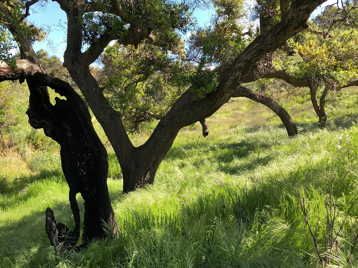 Photos of Ventura California creative portraits in natural landscapes