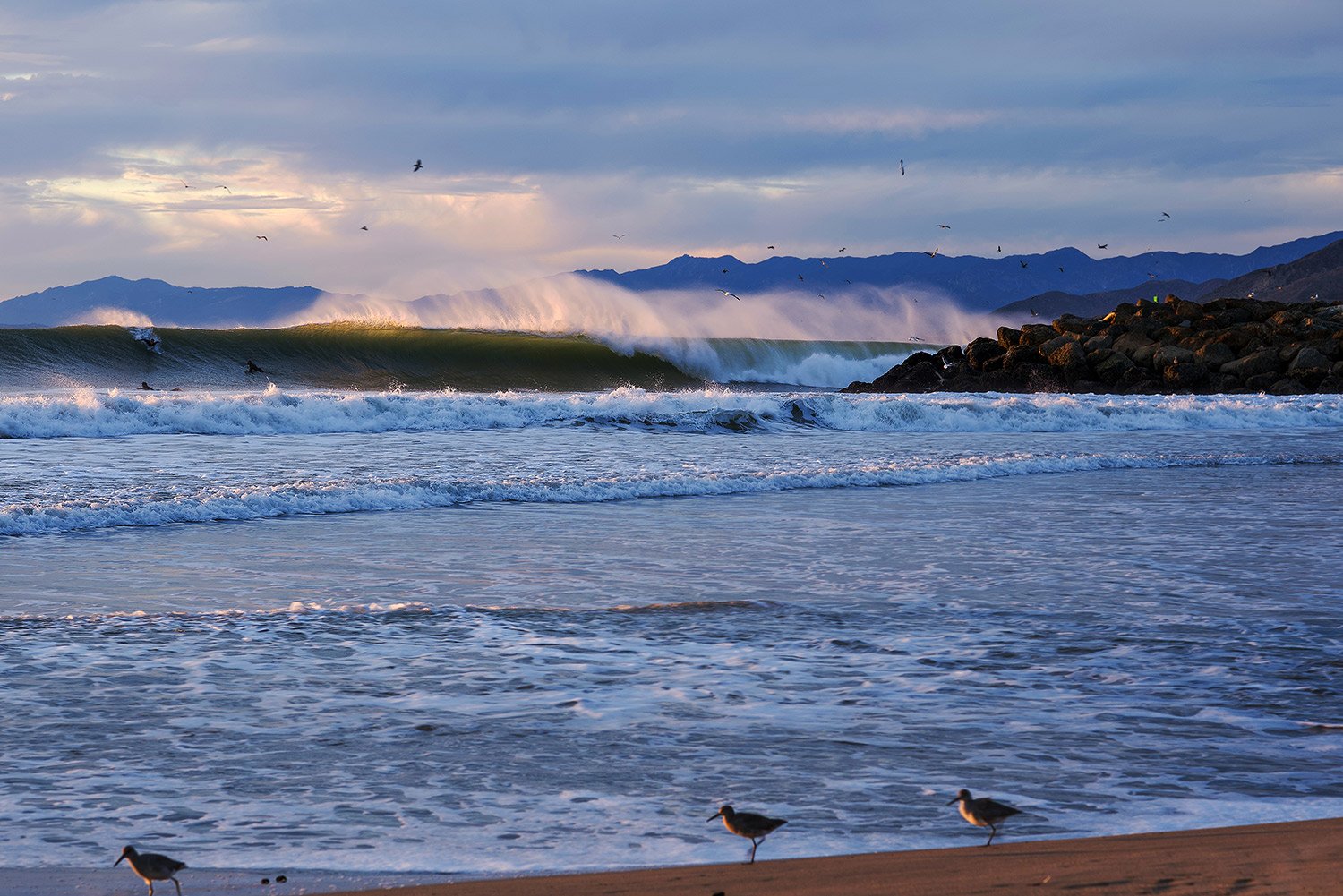 Large ocean waves crashing on shore and little birds in the foreground