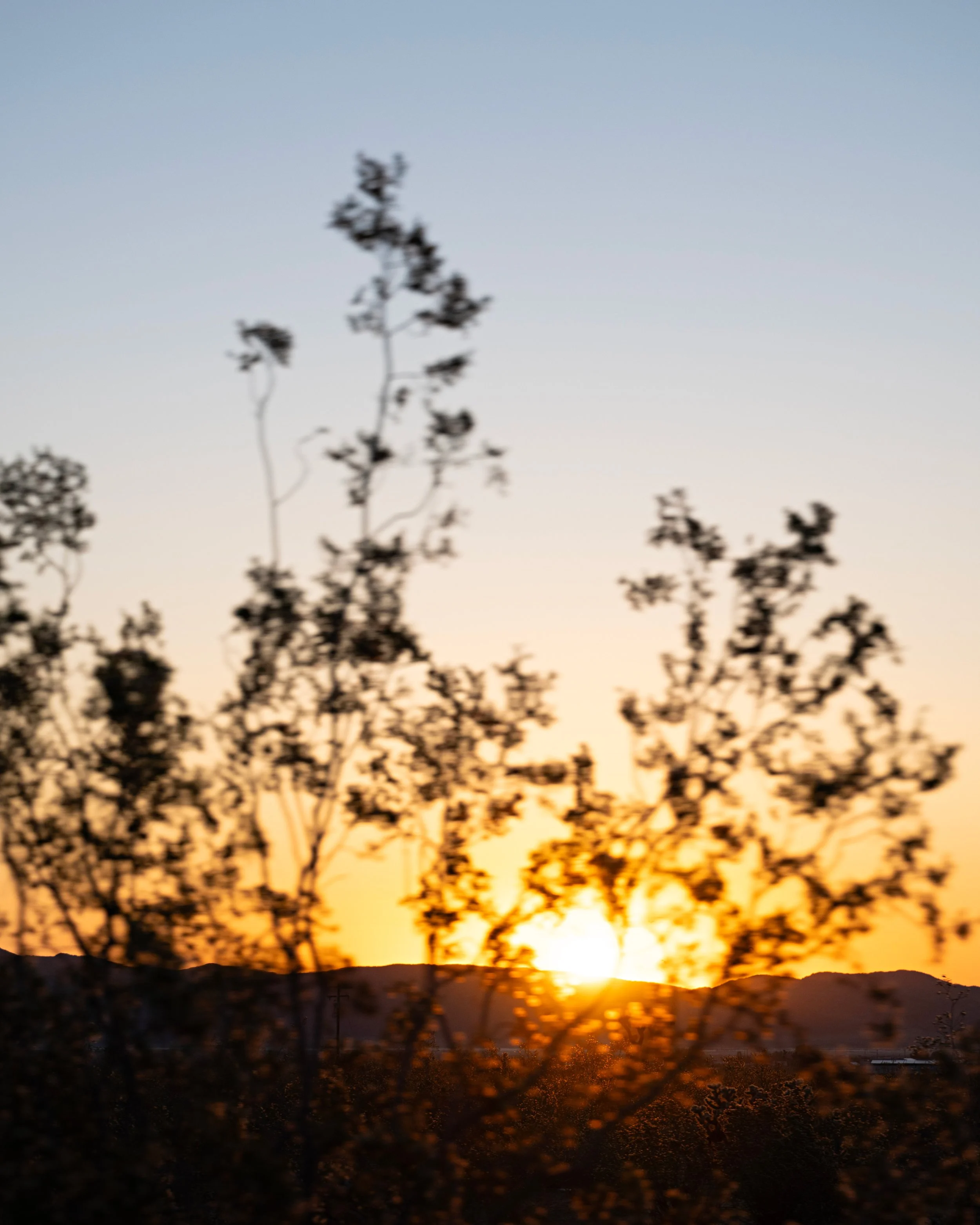 Sunset over Joshua Tree