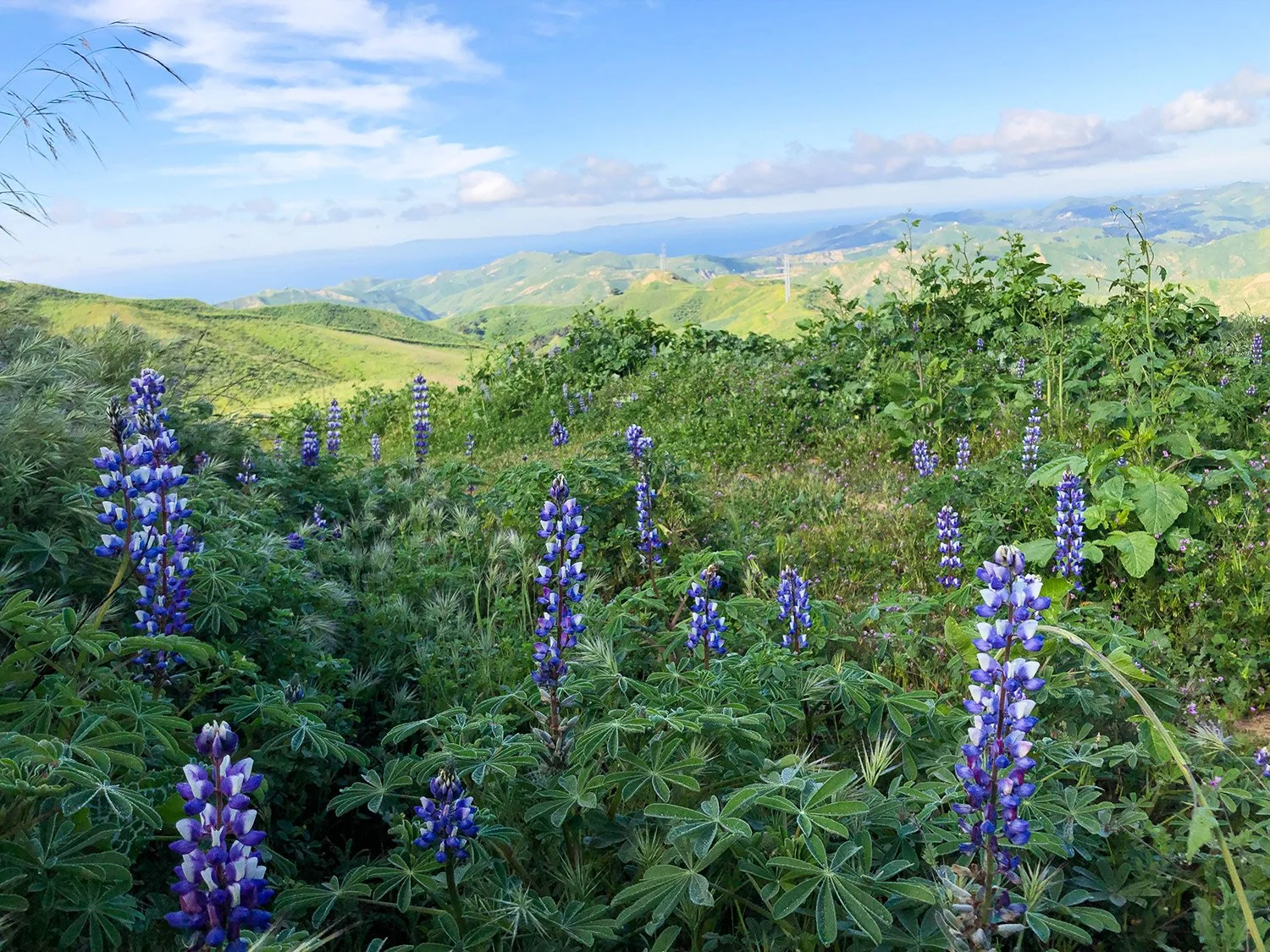Photos of Ventura California rolling green hills and purple wild flowers
