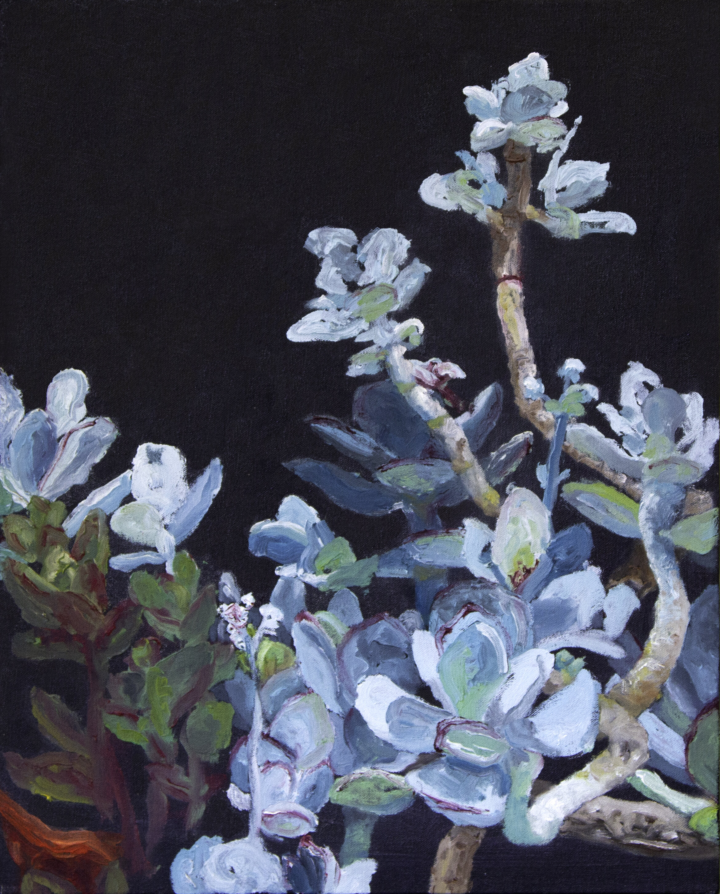 Succulents, oil on canvas, 2019