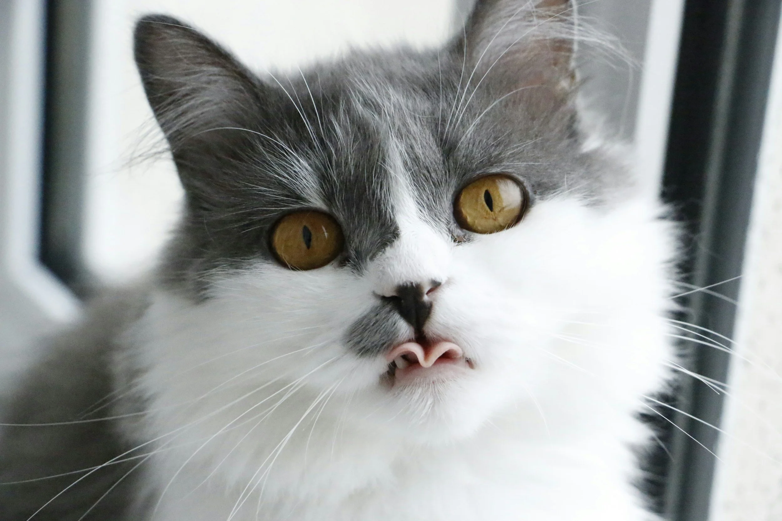 Close-up of a gray and white cat with yellow eyes, looking through a metallic barrier.