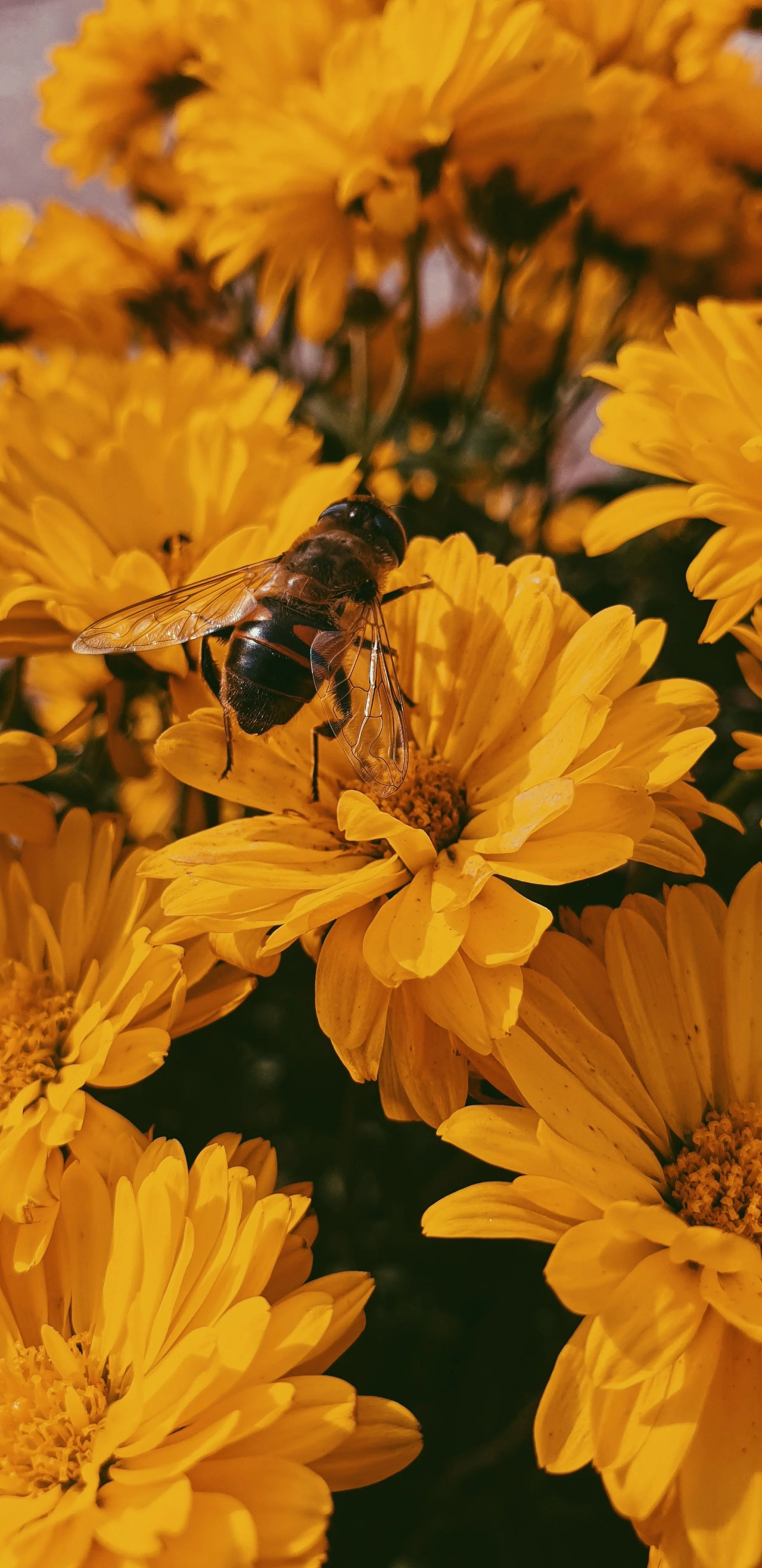 About Page // Nina's Bees